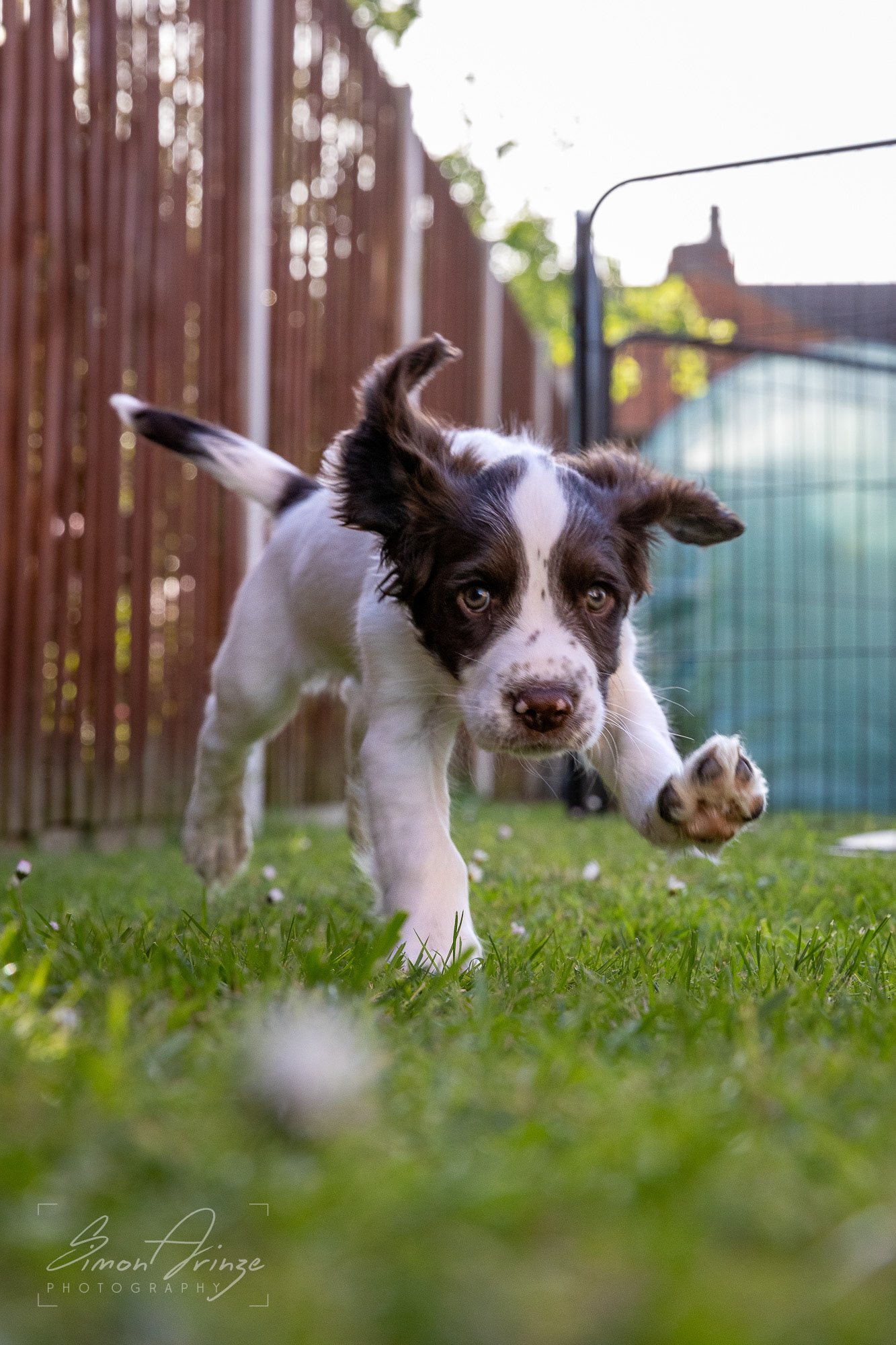Stanley - 29/04/2026 - Simon Arinze Photography