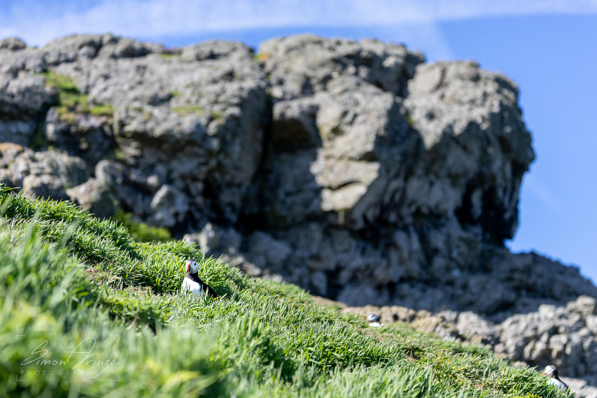 Skomer Island - 12/06/2026 - Simon Arinze Photography