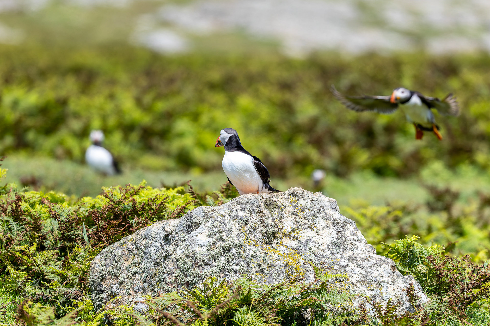 Skomer Island - 12/06/2026 - Simon Arinze Photography