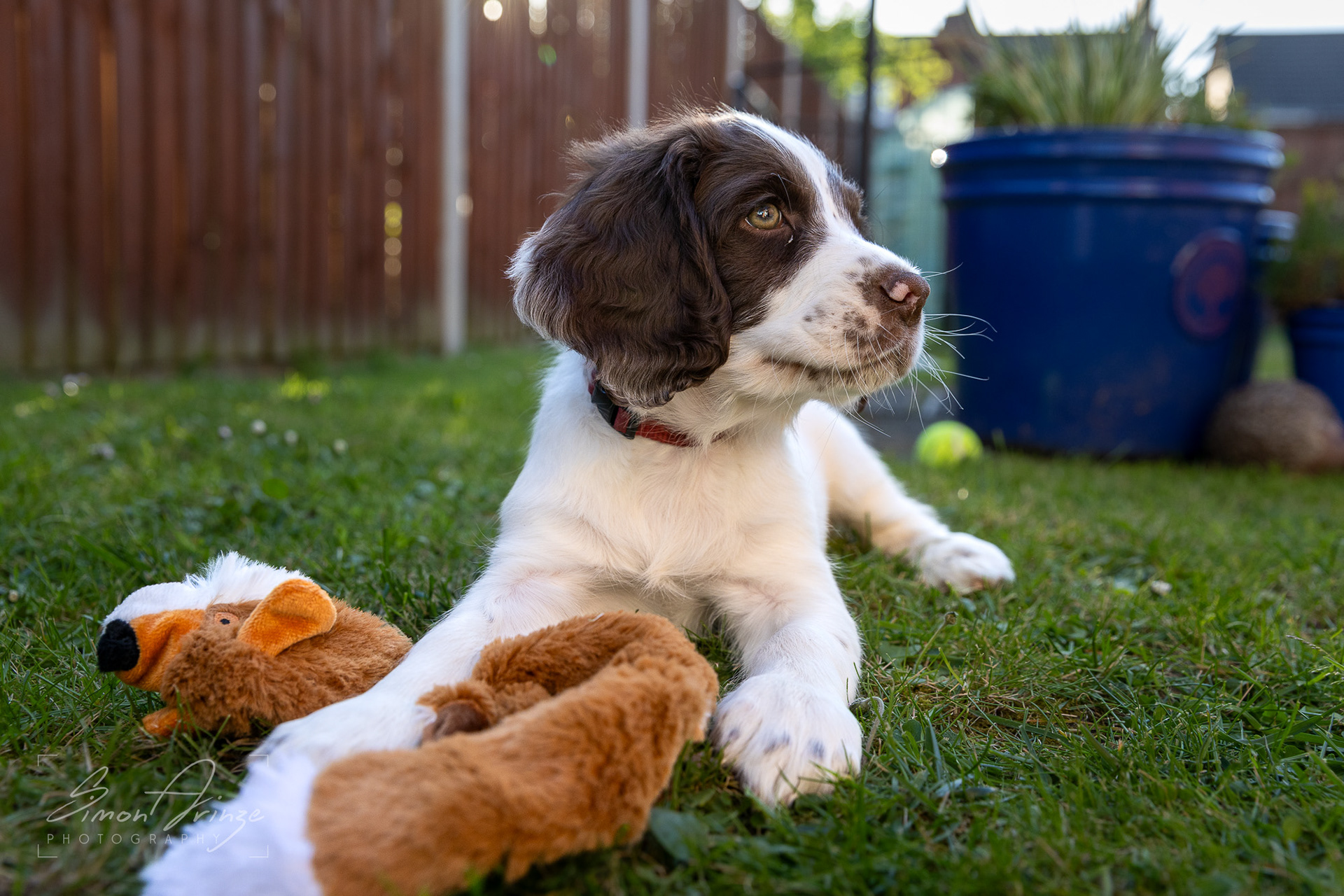 Stanley - 29/04/2026 - Simon Arinze Photography