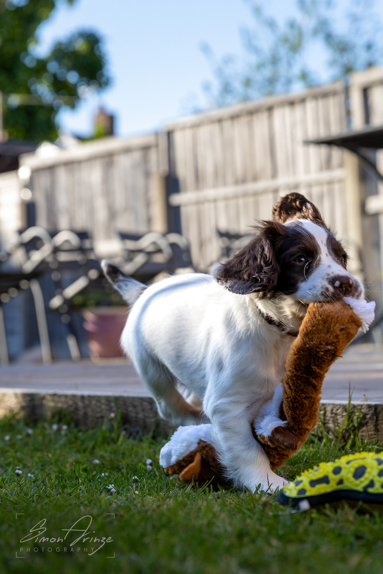 Stanley - 29/04/2026 - Simon Arinze Photography