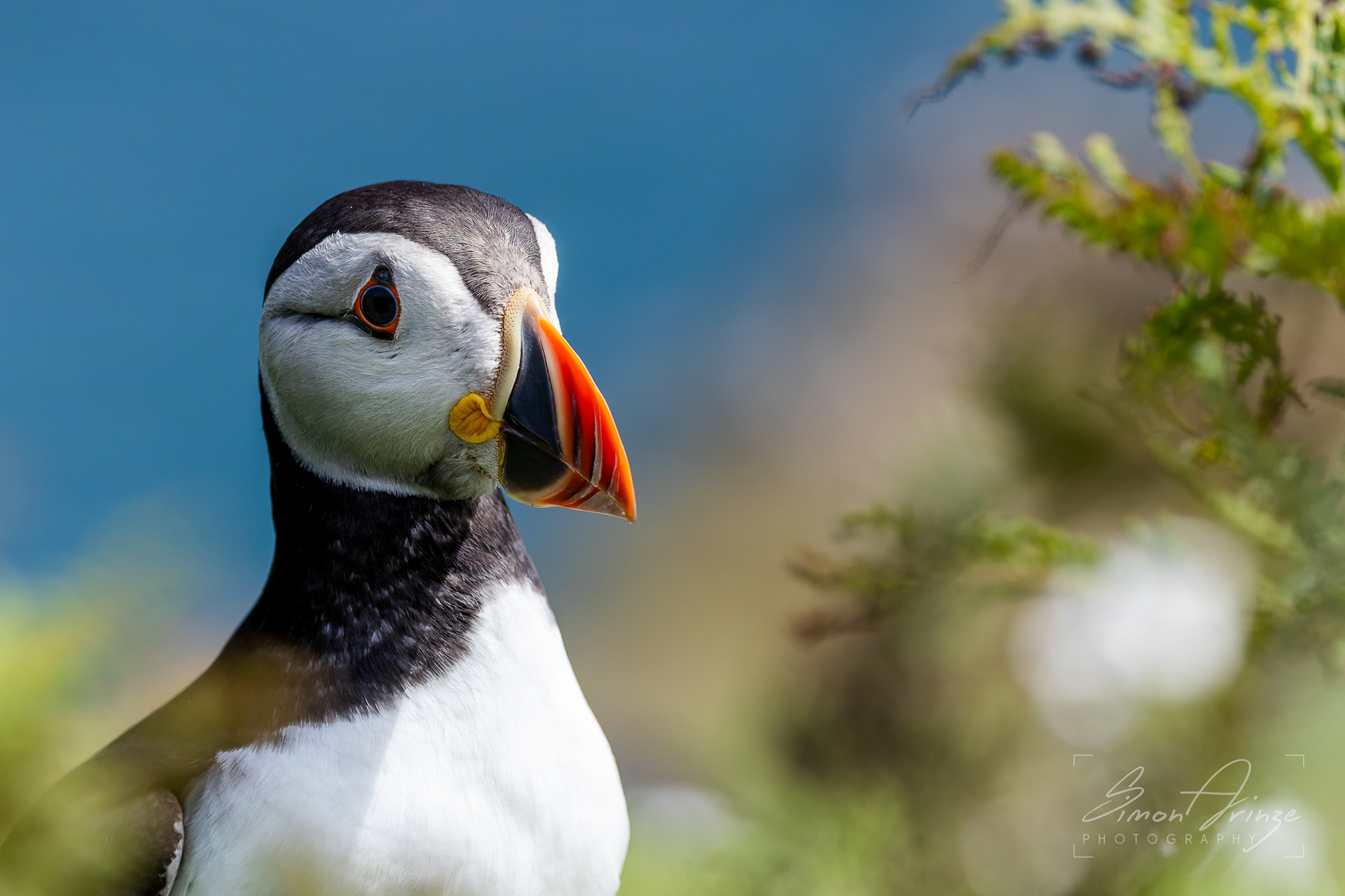 Skomer Island - 12/06/2026 - Simon Arinze Photography
