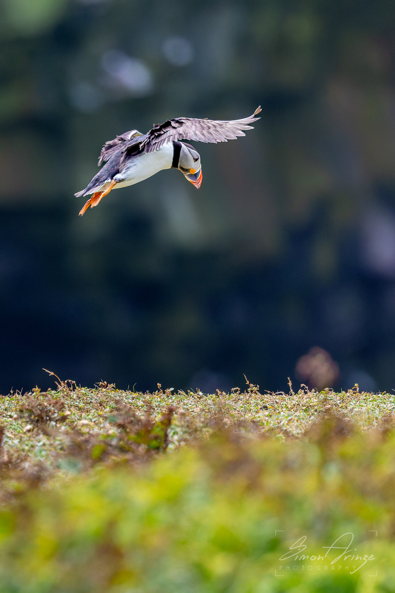 Skomer Island - 12/06/2026 - Simon Arinze Photography