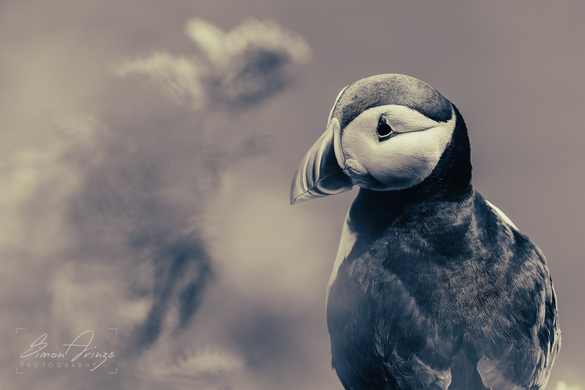 Skomer Island - 12/06/2026 - Simon Arinze Photography
