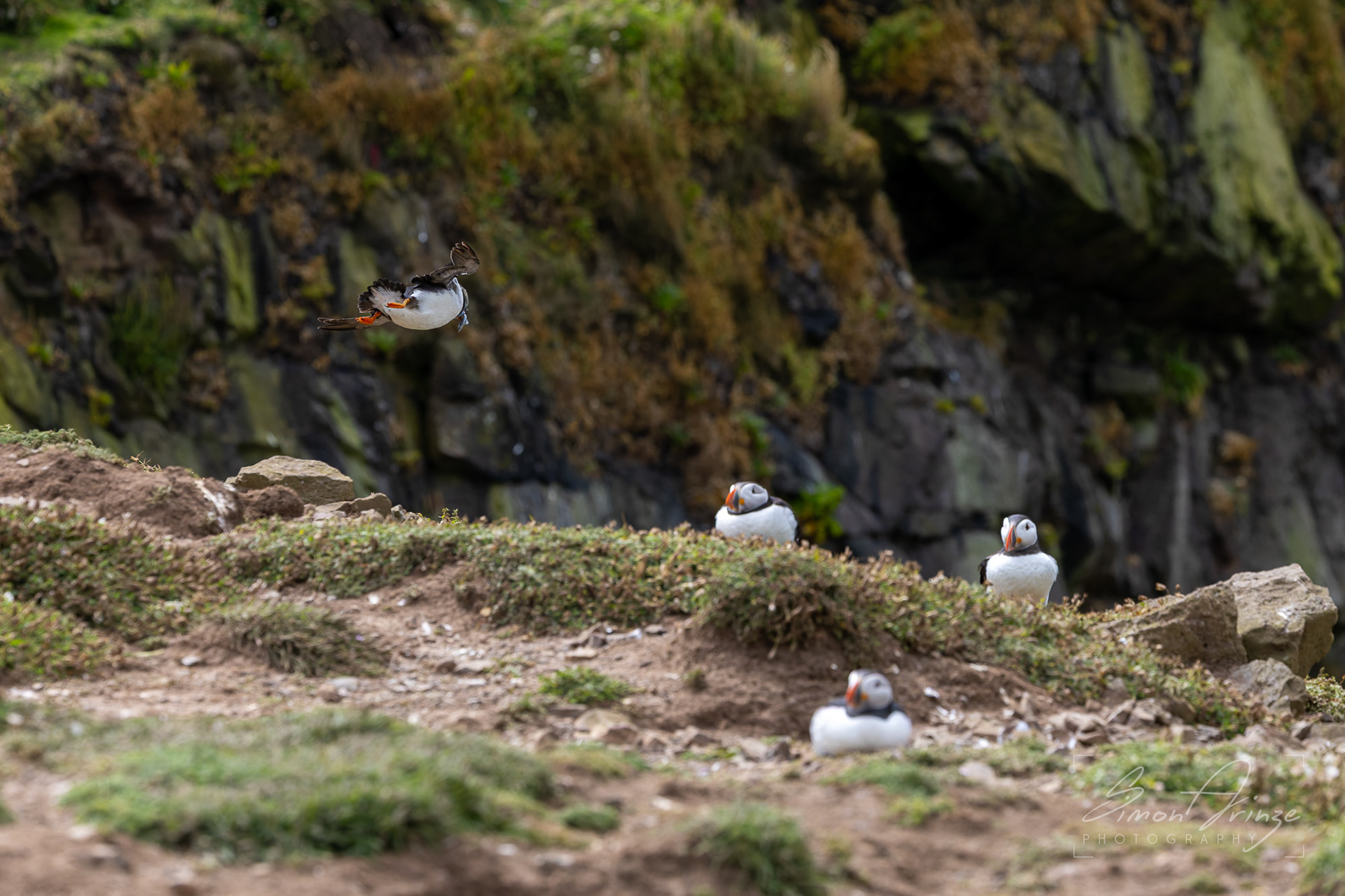 Skomer Island - 12/06/2026 - Simon Arinze Photography