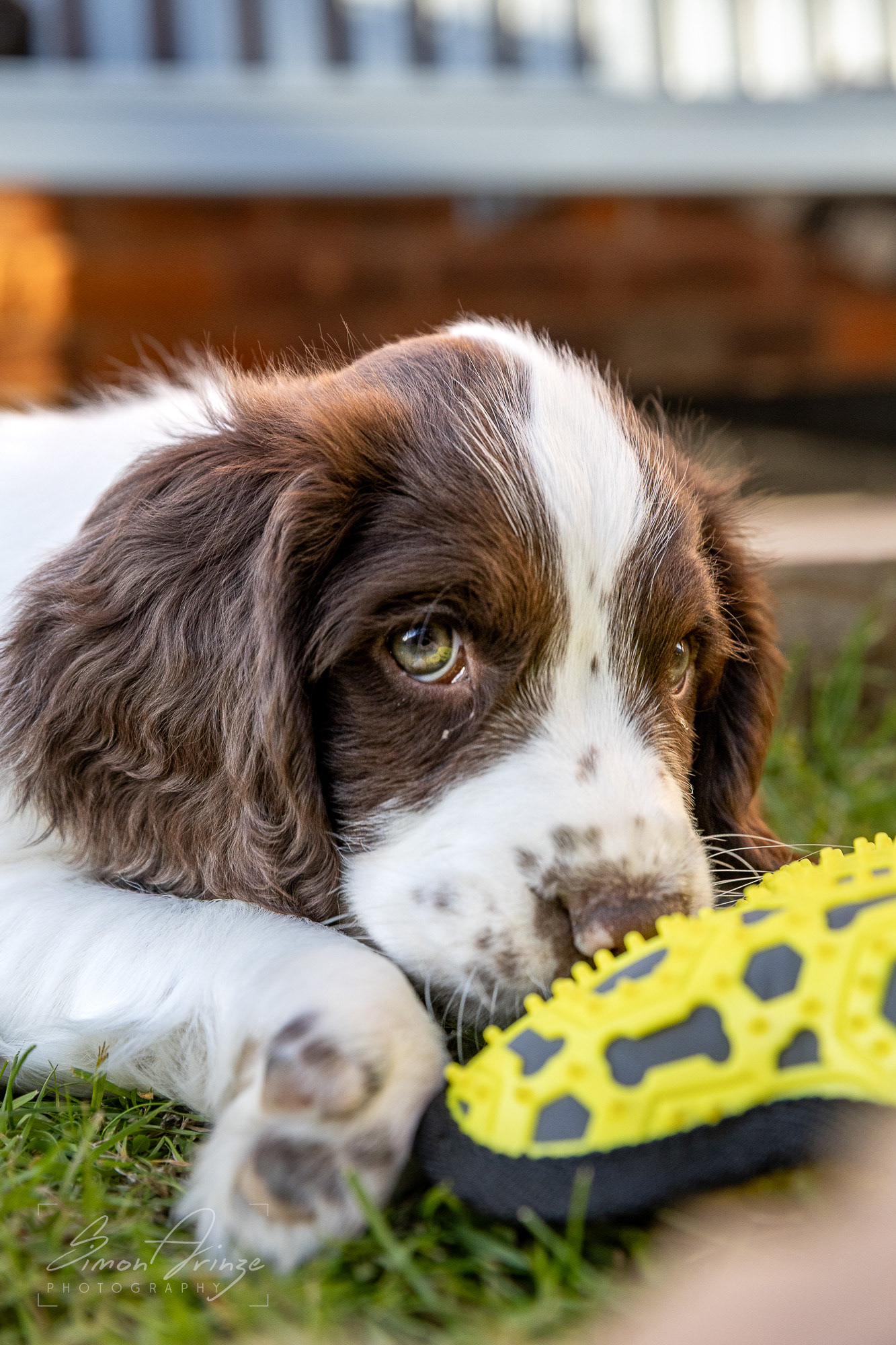 Stanley - 29/04/2026 - Simon Arinze Photography
