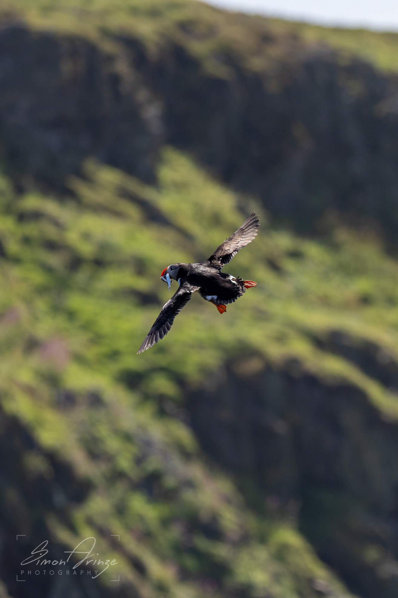 Skomer Island - 12/06/2026 - Simon Arinze Photography