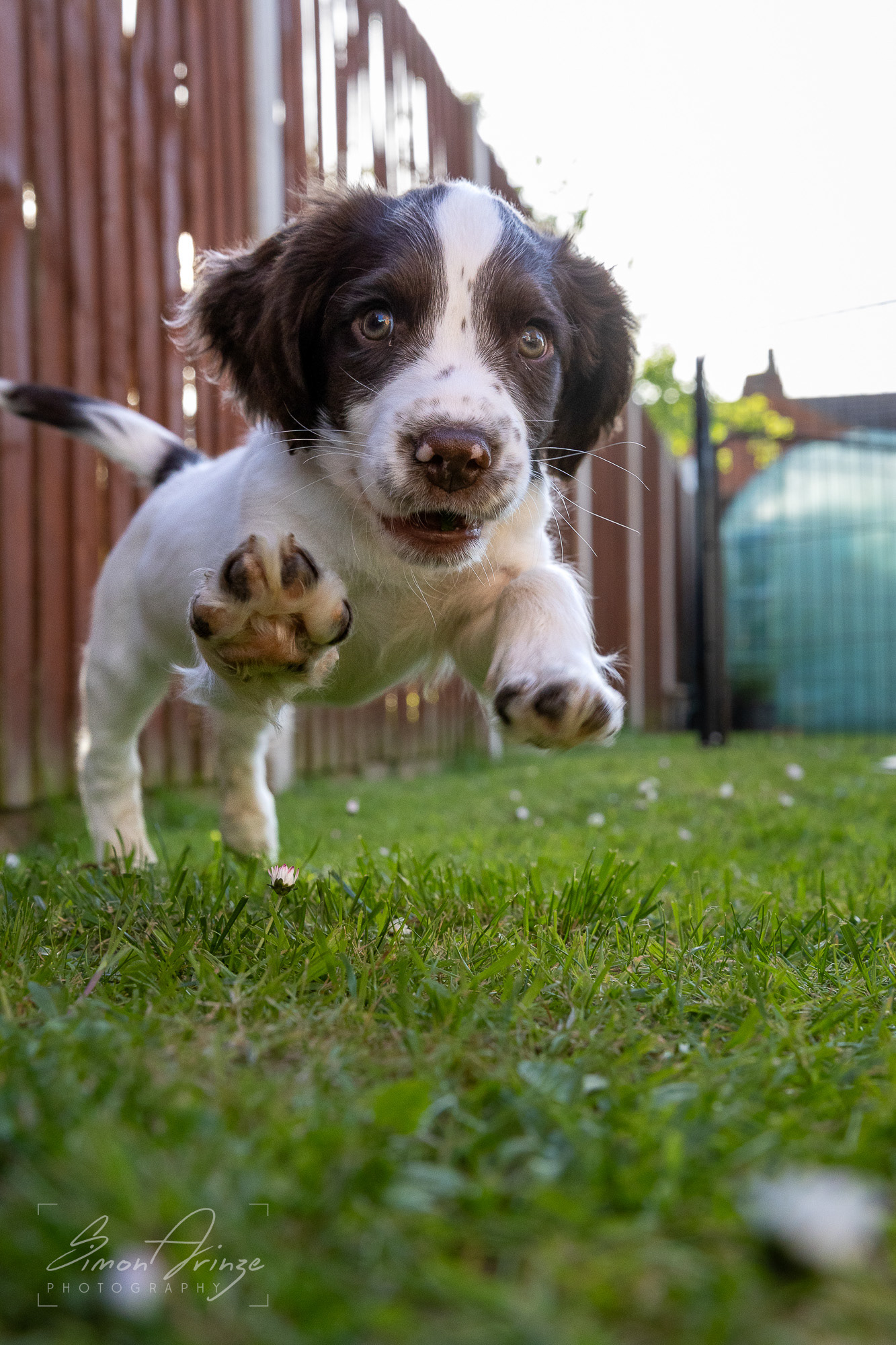 Stanley - 29/04/2026 - Simon Arinze Photography