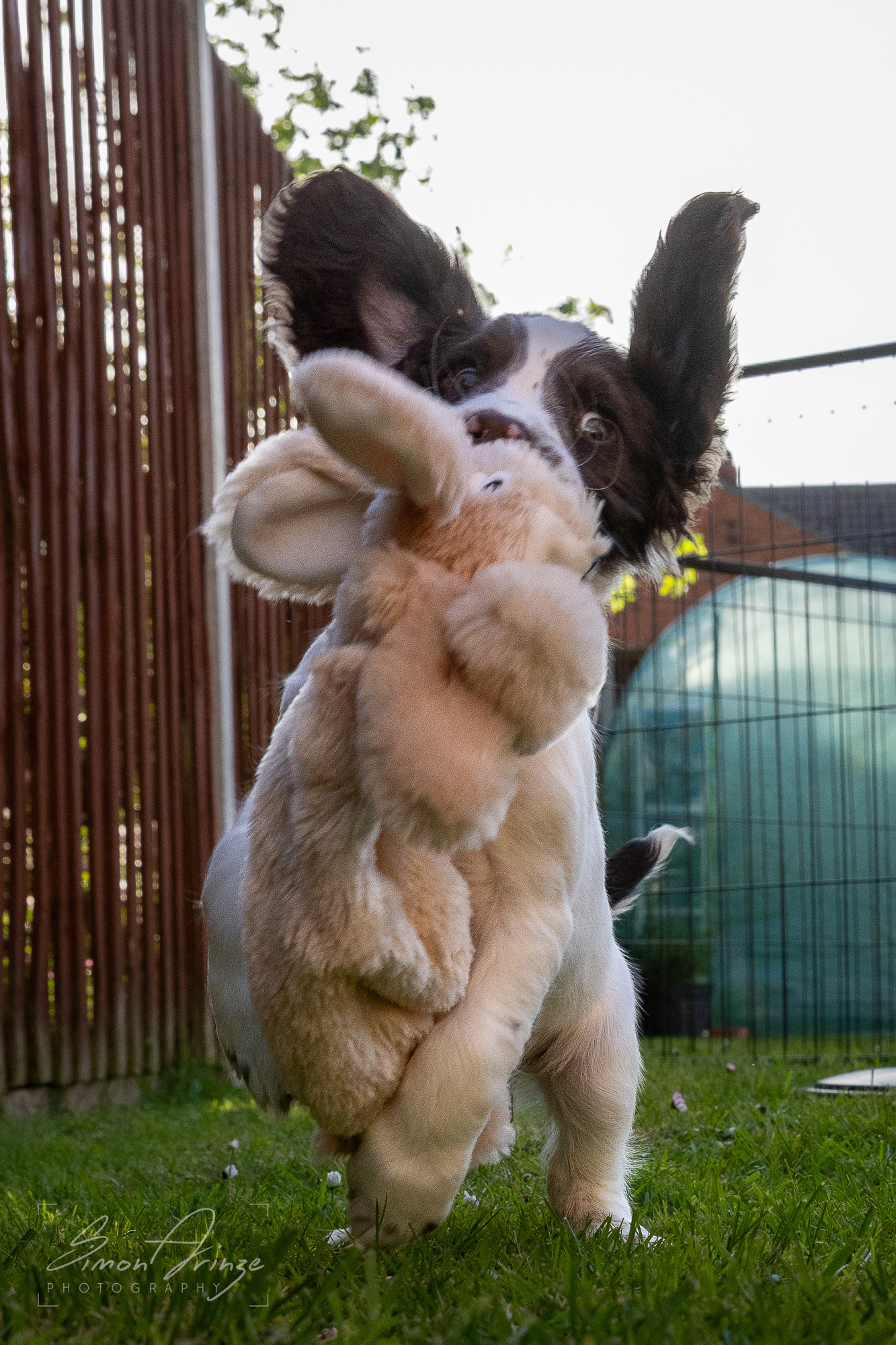 Stanley - 29/04/2026 - Simon Arinze Photography