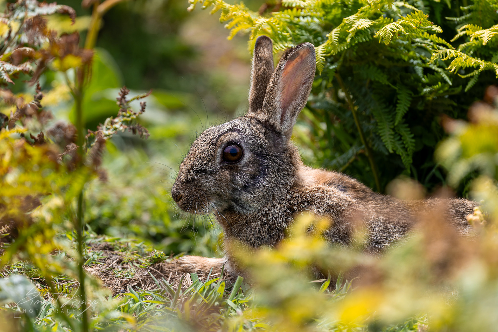 Skomer Island - 12/06/2026 - Simon Arinze Photography