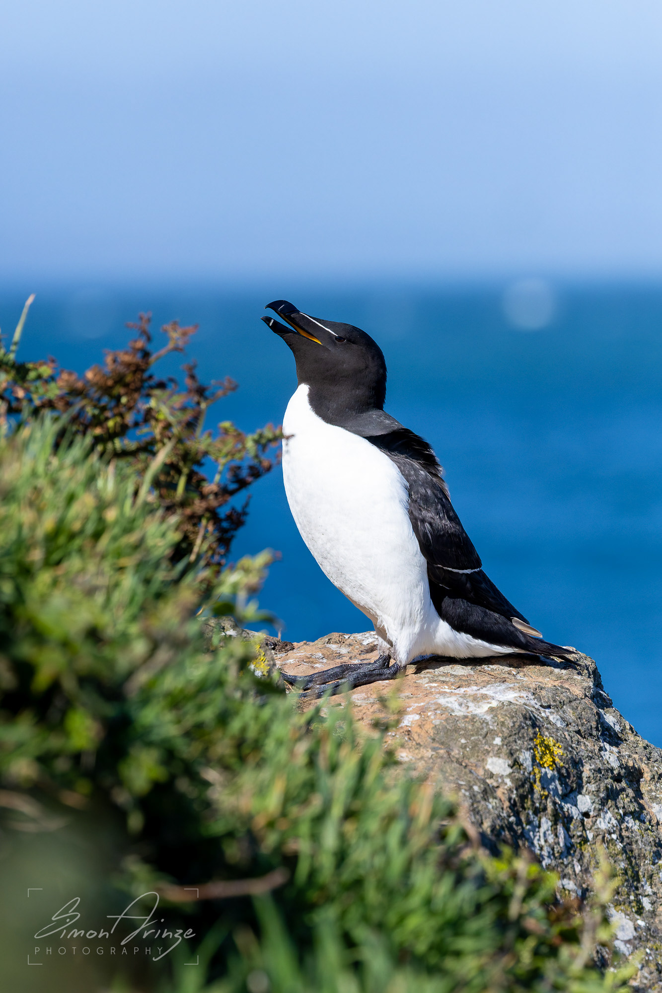 Skomer Island - 12/06/2026 - Simon Arinze Photography