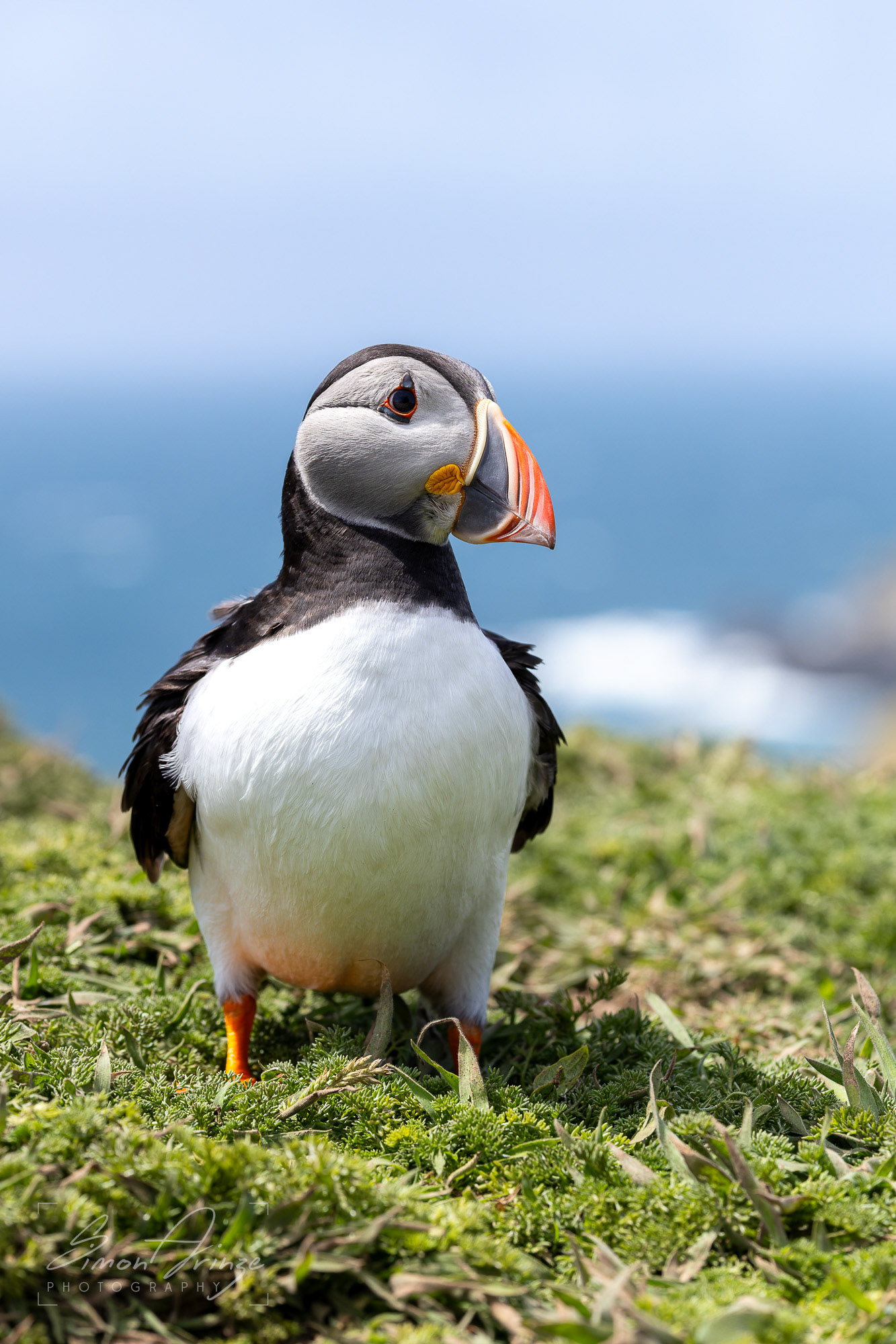 Skomer Island - 12/06/2026 - Simon Arinze Photography