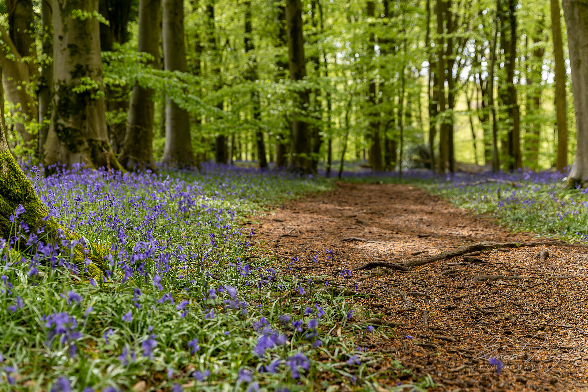 Bluebells - Standish Woods, Gloucestershire - 19/04/2026 - Simon Arinze Photography