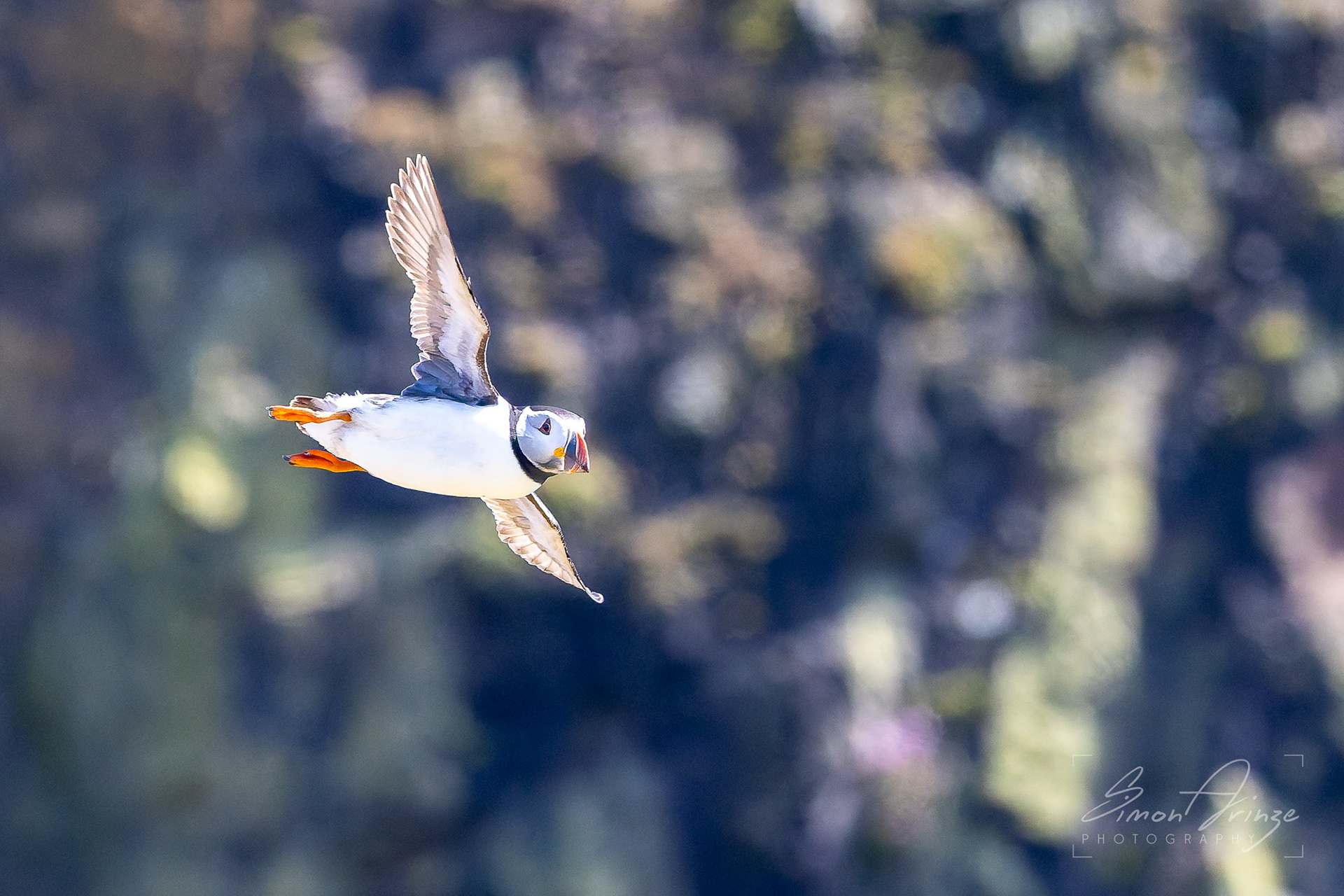 Skomer Island - 12/06/2026 - Simon Arinze Photography
