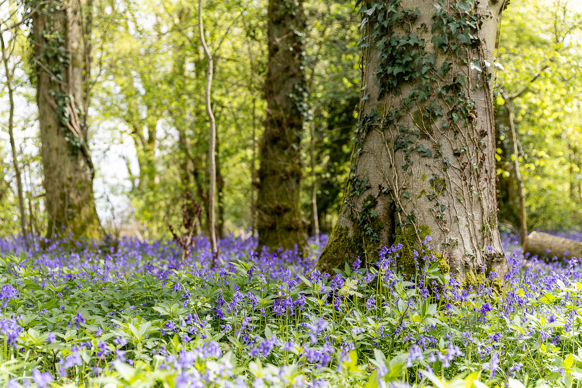 Bluebells - Standish Woods, Gloucestershire - 19/04/2026 - Simon Arinze Photography