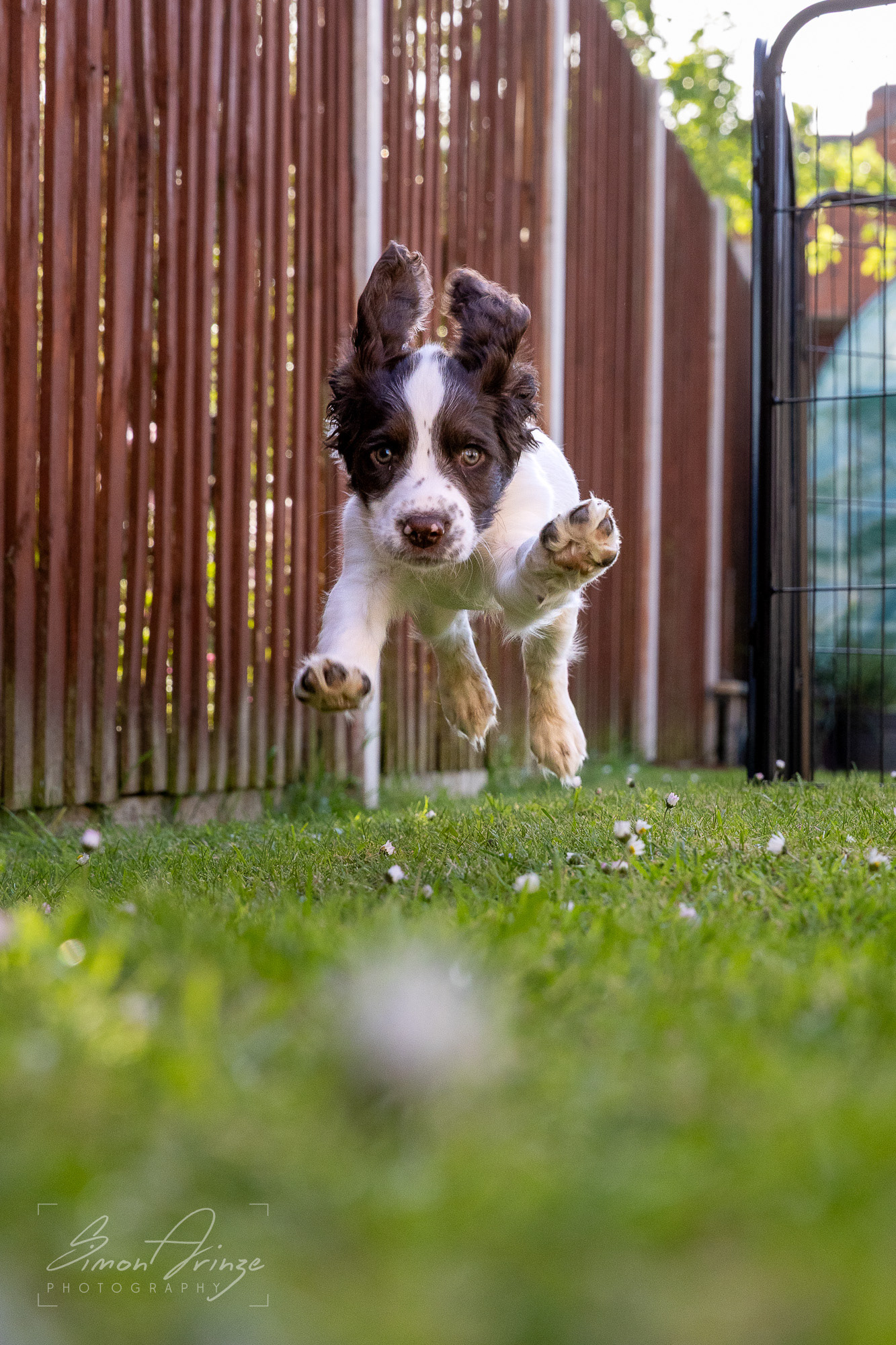 Stanley - 29/04/2026 - Simon Arinze Photography