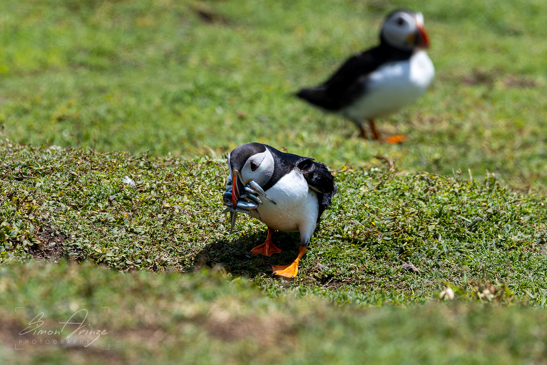 Skomer Island - 12/06/2026 - Simon Arinze Photography