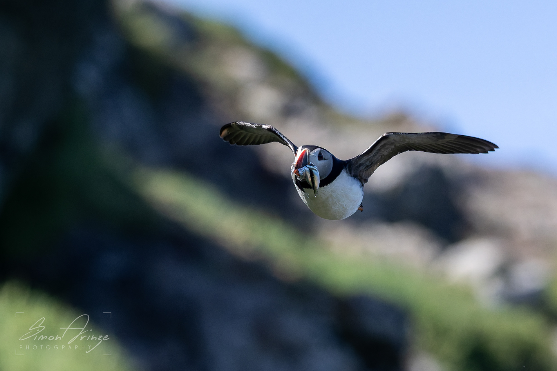 Skomer Island - 12/06/2026 - Simon Arinze Photography
