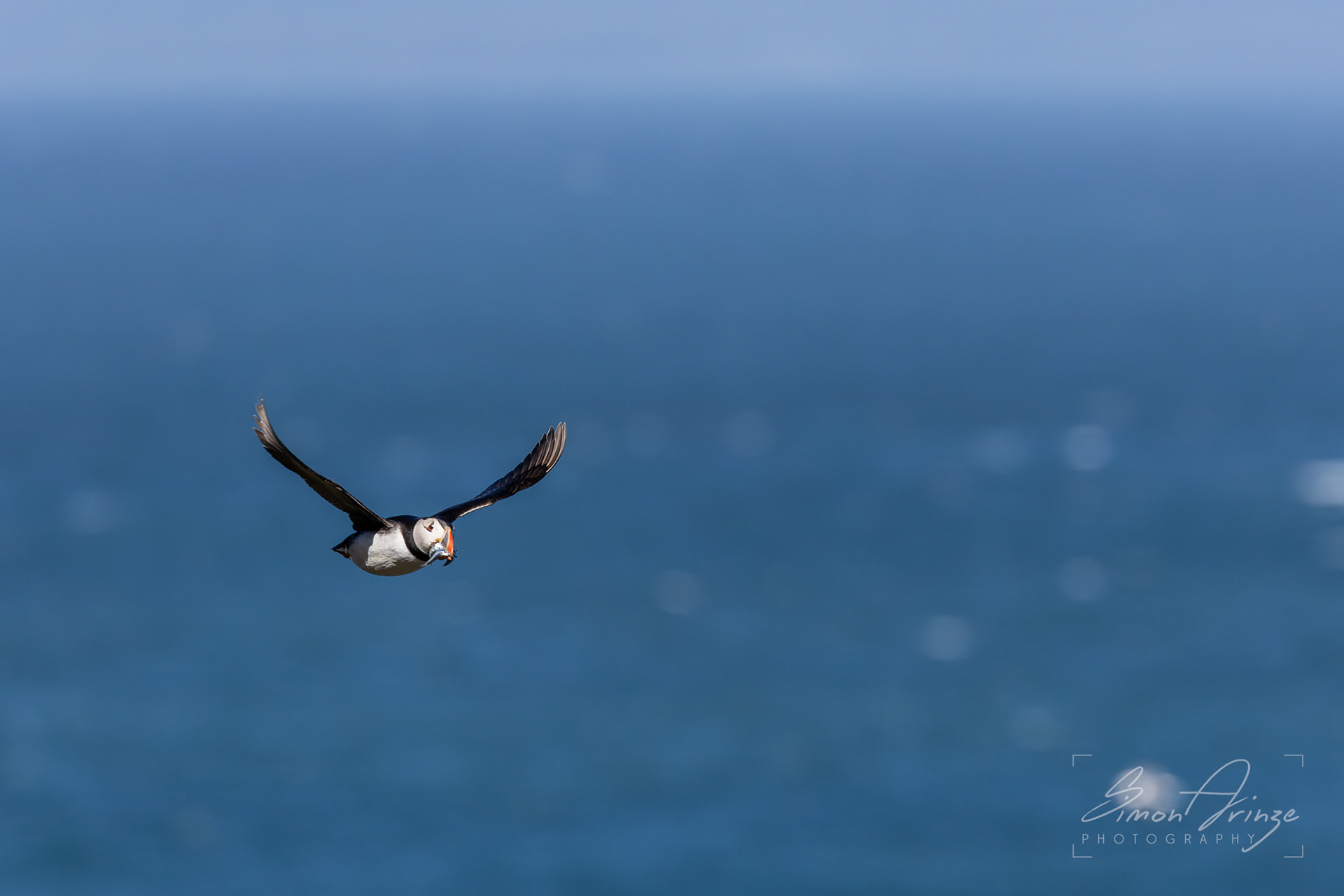 Skomer Island - 12/06/2026 - Simon Arinze Photography