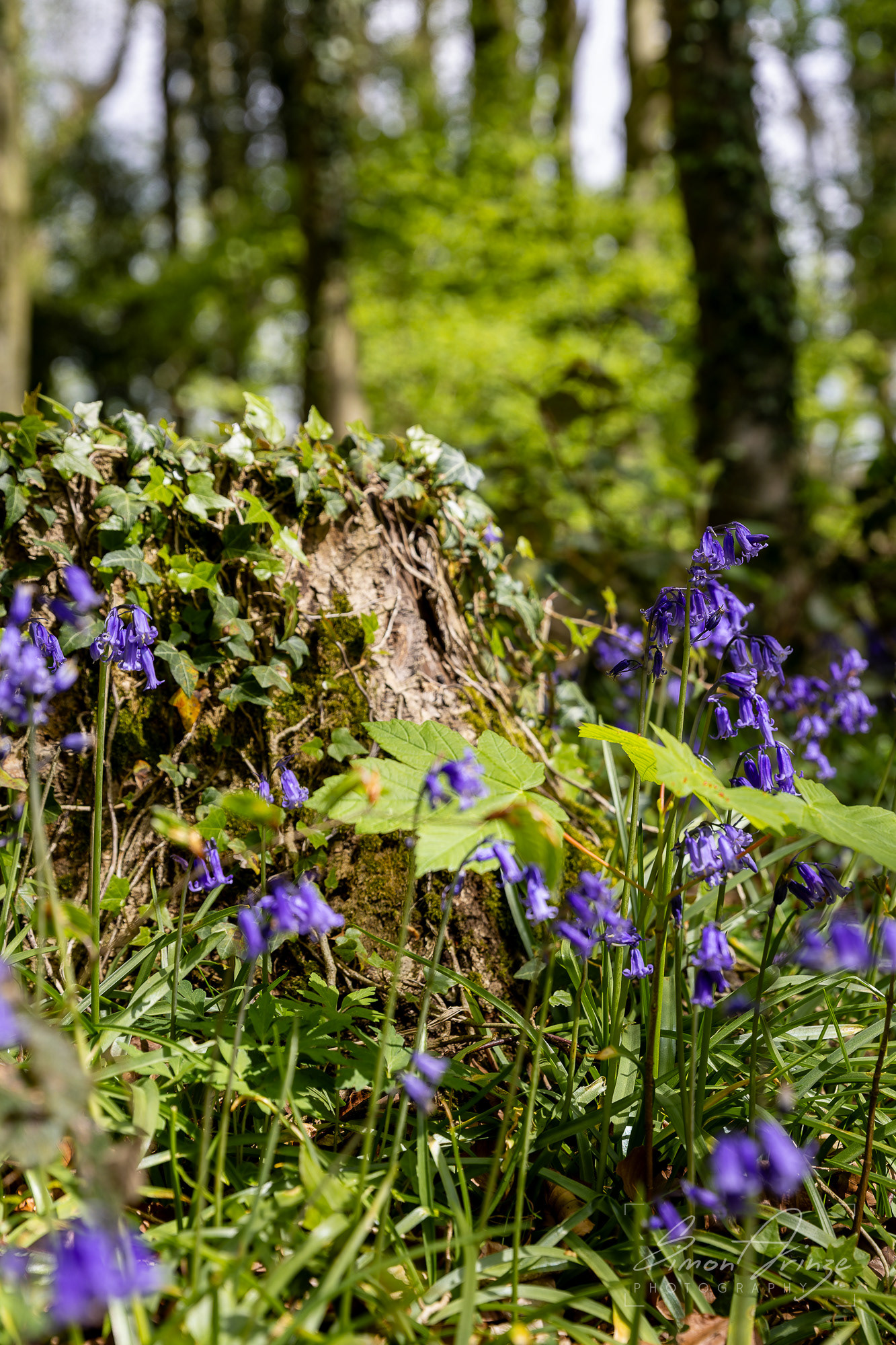 Bluebells - Standish Woods, Gloucestershire - 19/04/2026 - Simon Arinze Photography
