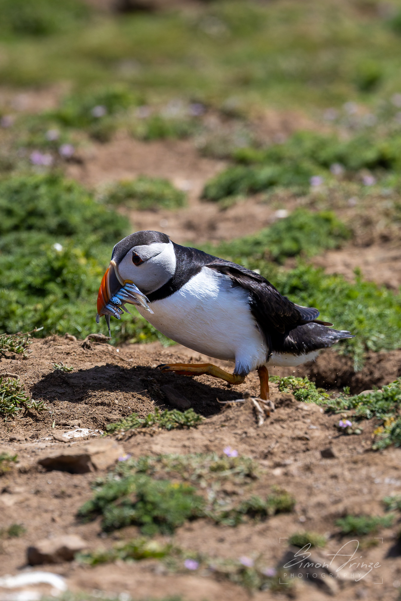 Skomer Island - 12/06/2026 - Simon Arinze Photography