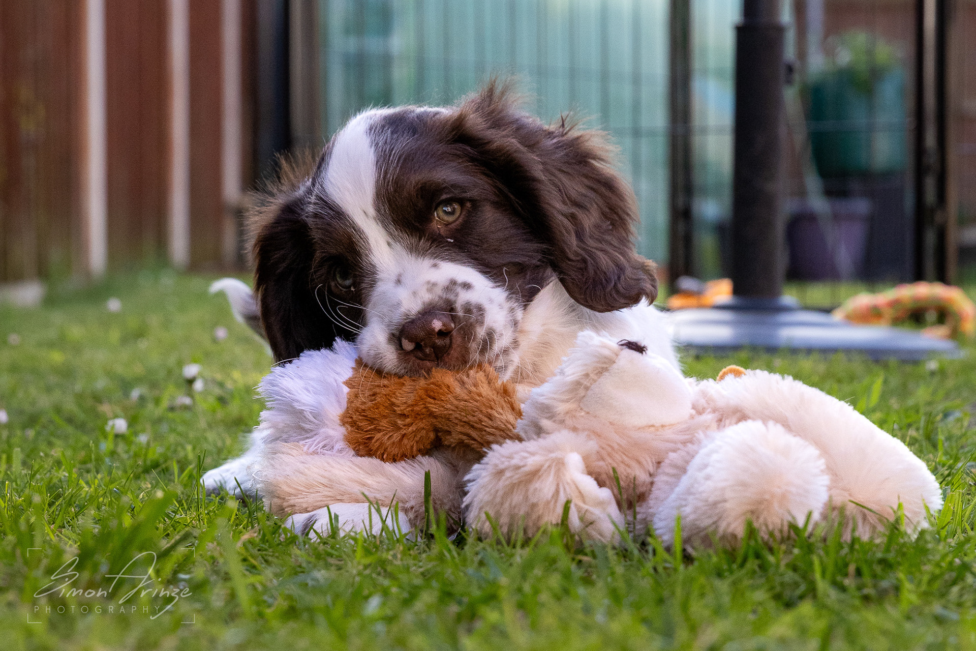 Stanley - 29/04/2026 - Simon Arinze Photography