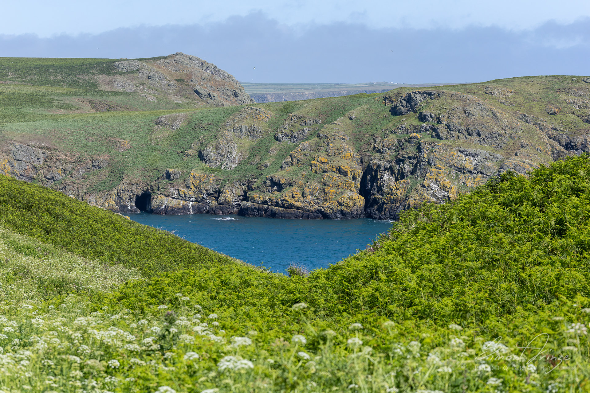 Skomer Island - 12/06/2026 - Simon Arinze Photography