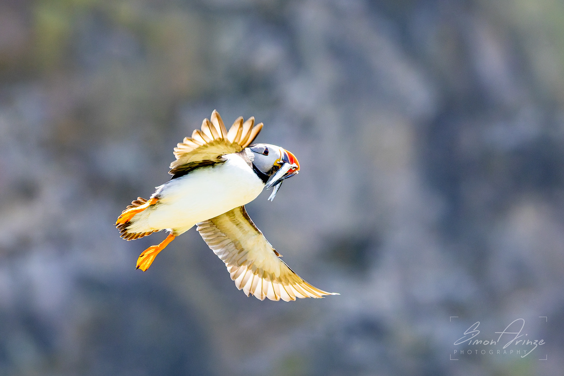 Skomer Island - 12/06/2026 - Simon Arinze Photography