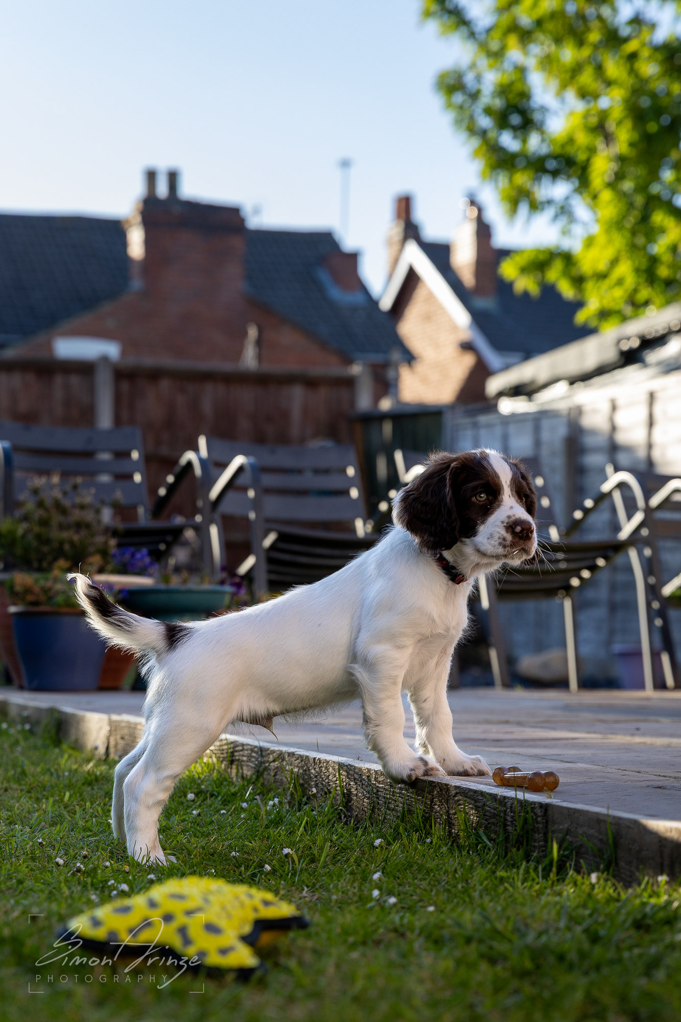Stanley - 29/04/2026 - Simon Arinze Photography