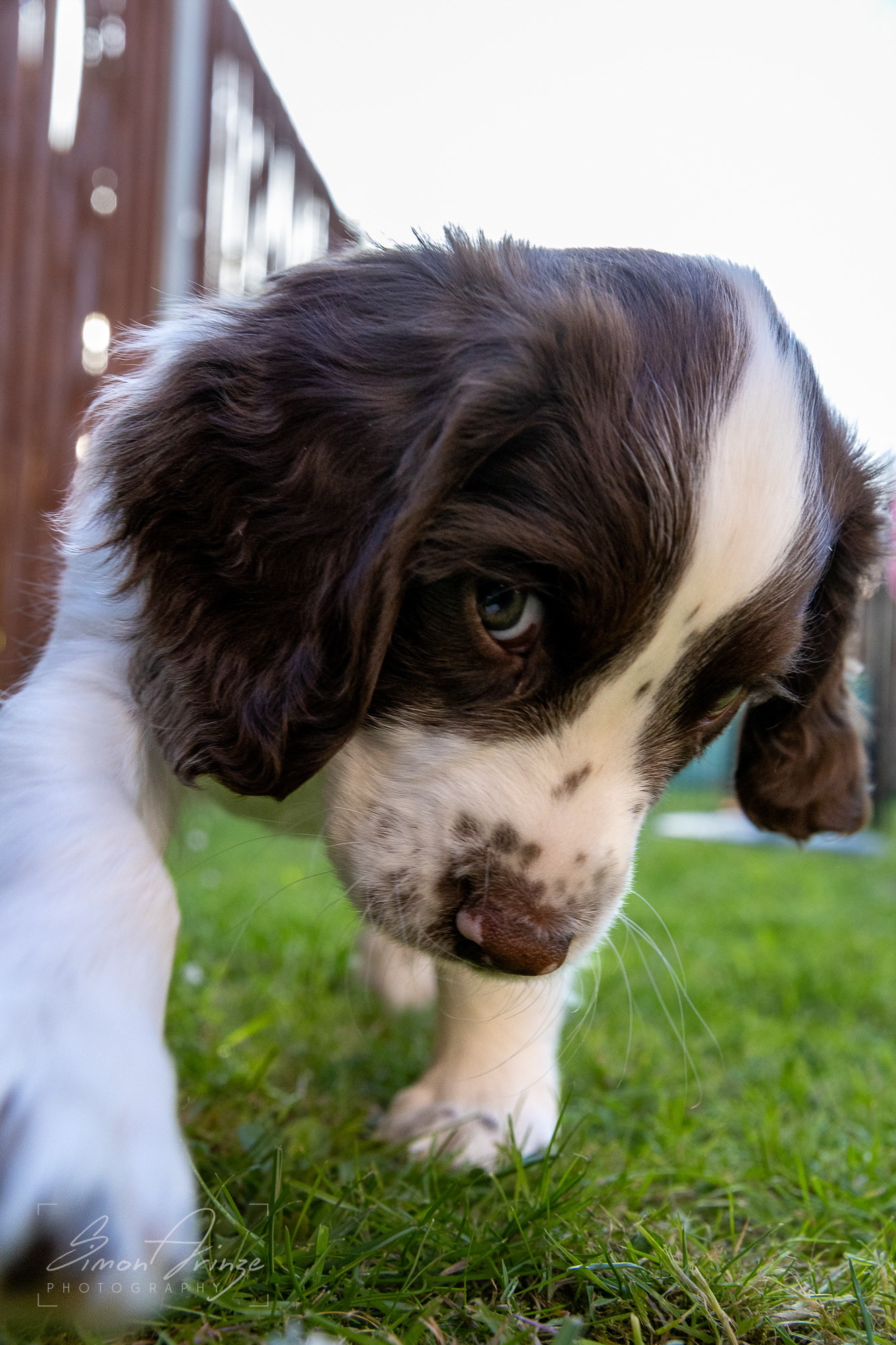 Stanley - 29/04/2026 - Simon Arinze Photography