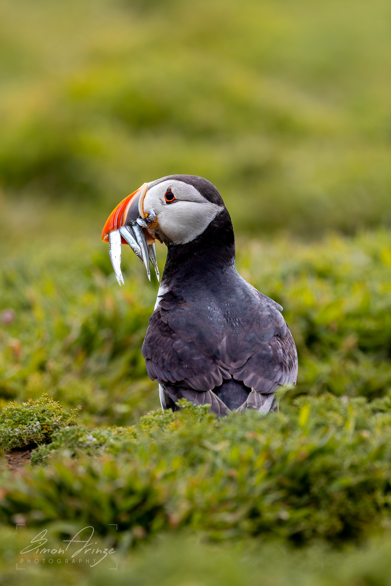 Skomer Island - 12/06/2026 - Simon Arinze Photography