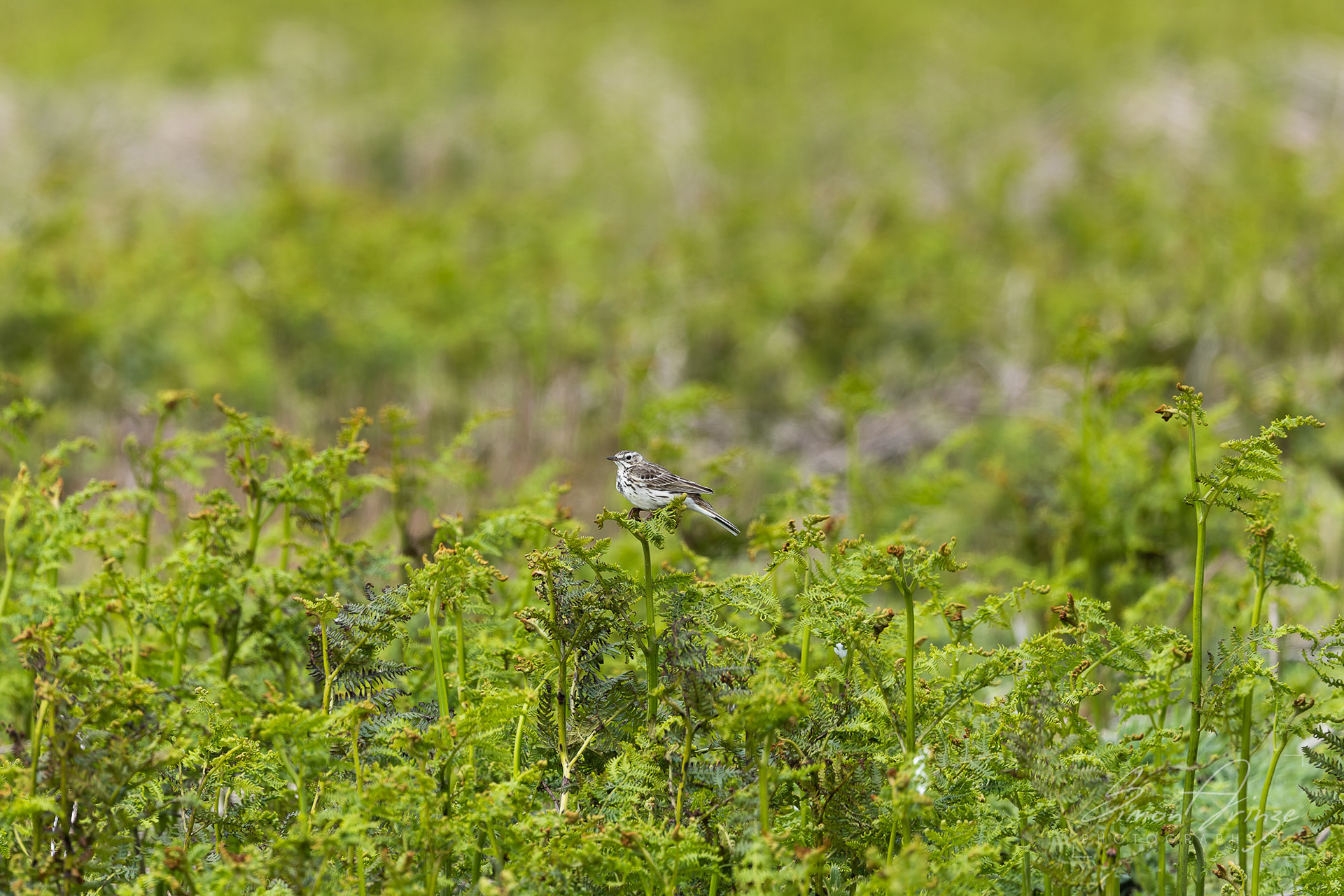 Skomer Island - 12/06/2026 - Simon Arinze Photography