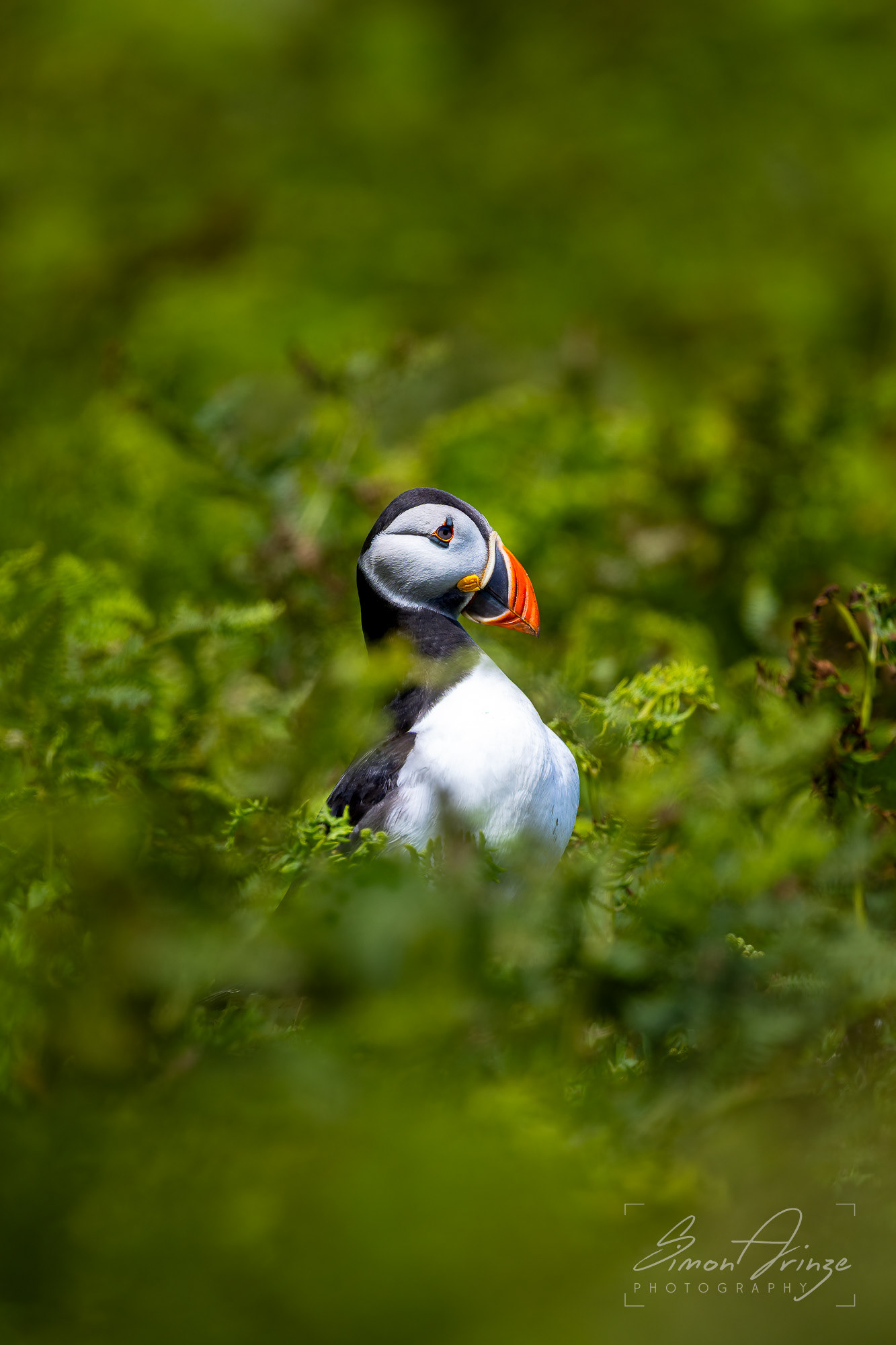 Skomer Island - 12/06/2026 - Simon Arinze Photography