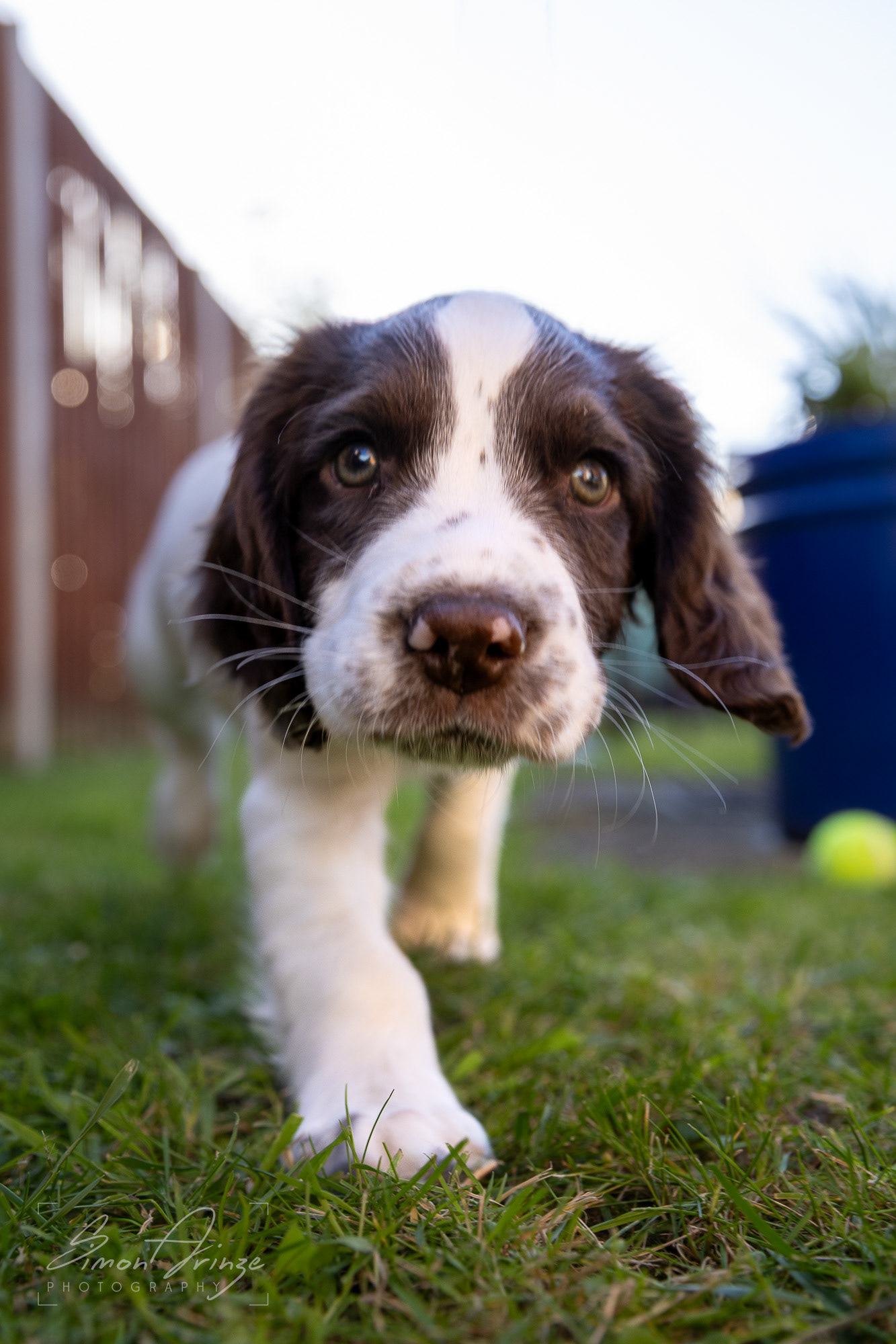 Stanley - 29/04/2026 - Simon Arinze Photography