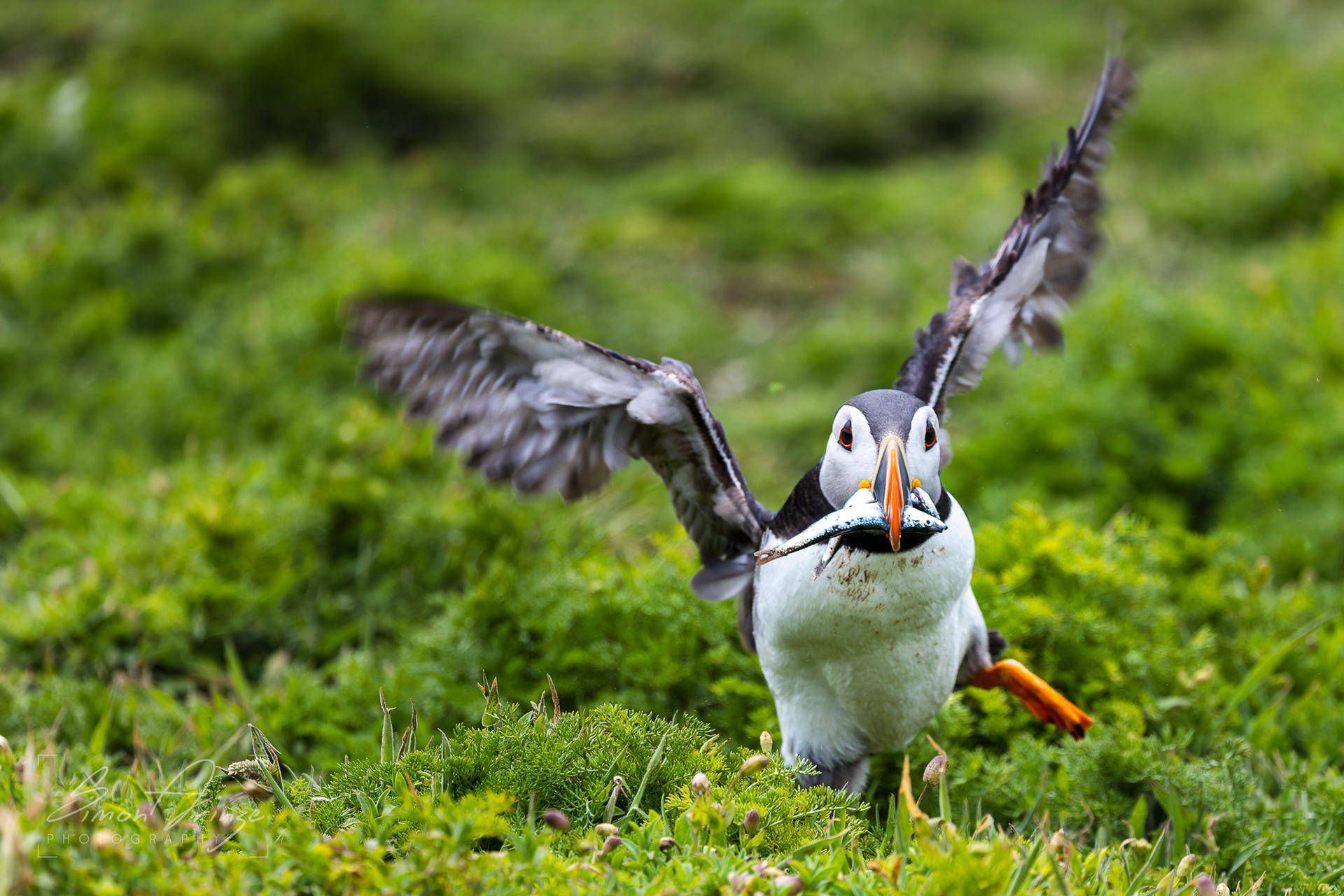 Skomer Island - 12/06/2026 - Simon Arinze Photography