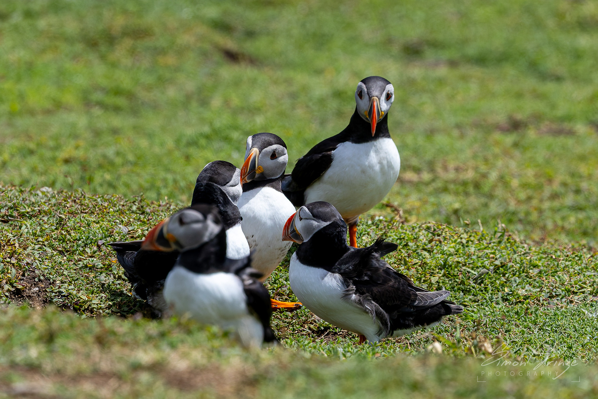 Skomer Island - 12/06/2026 - Simon Arinze Photography