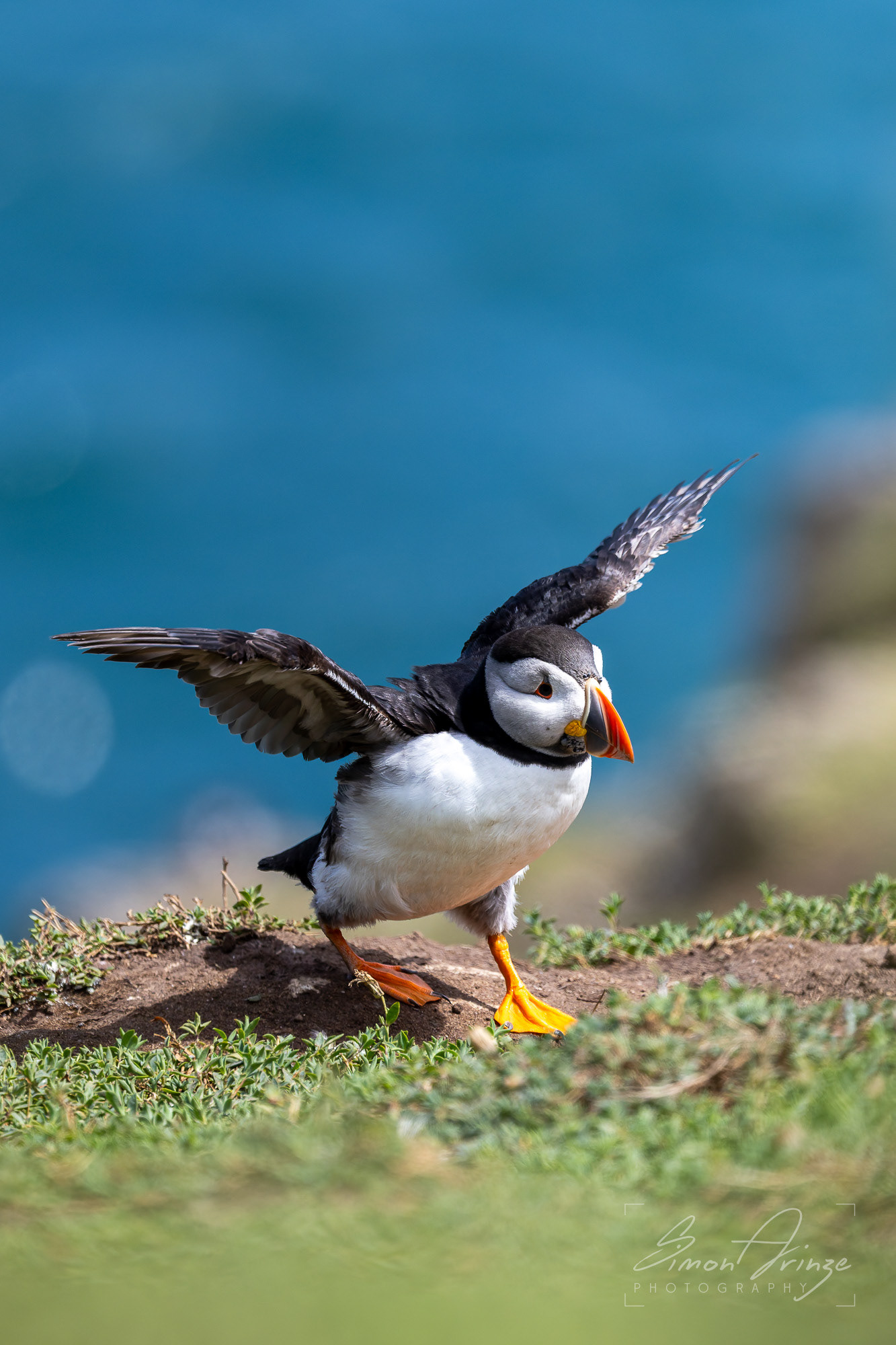 Skomer Island - 12/06/2026 - Simon Arinze Photography