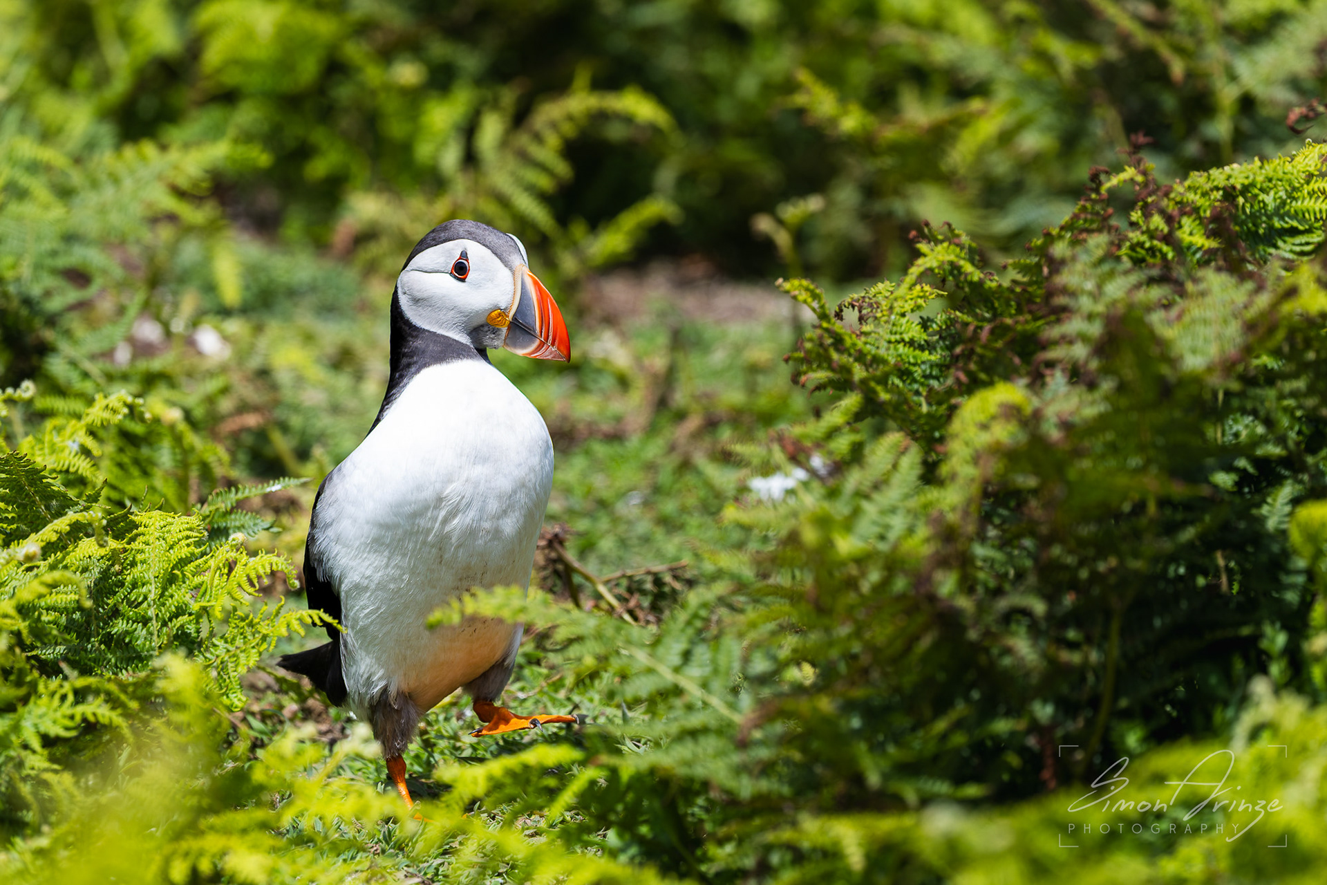 Skomer Island - 12/06/2026 - Simon Arinze Photography
