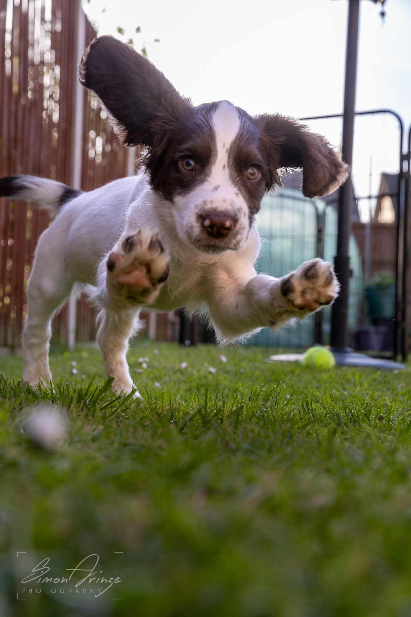 Stanley - 29/04/2026 - Simon Arinze Photography