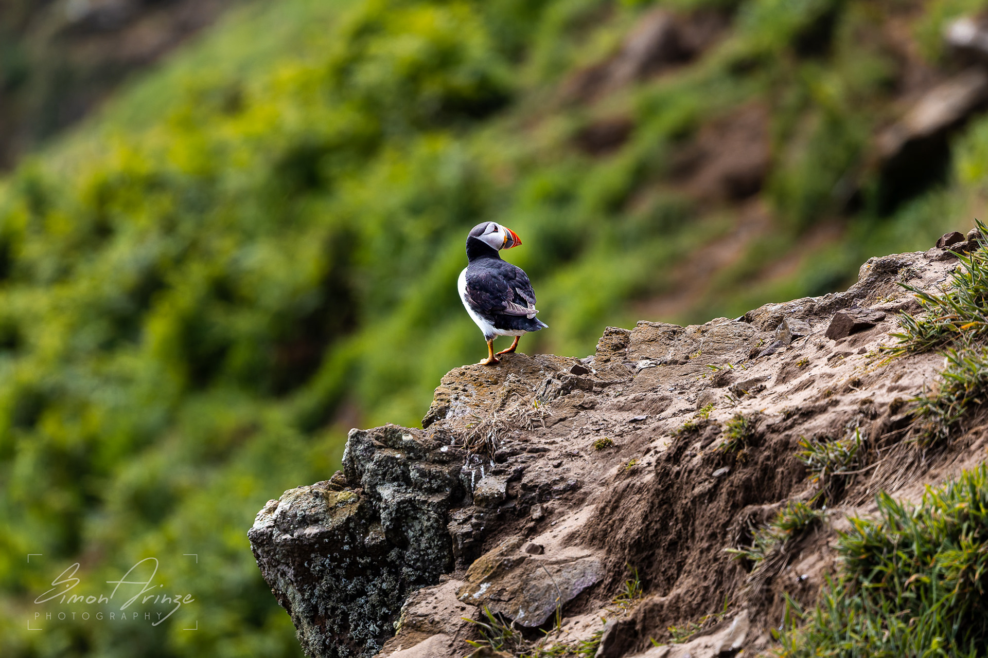 Skomer Island - 12/06/2026 - Simon Arinze Photography