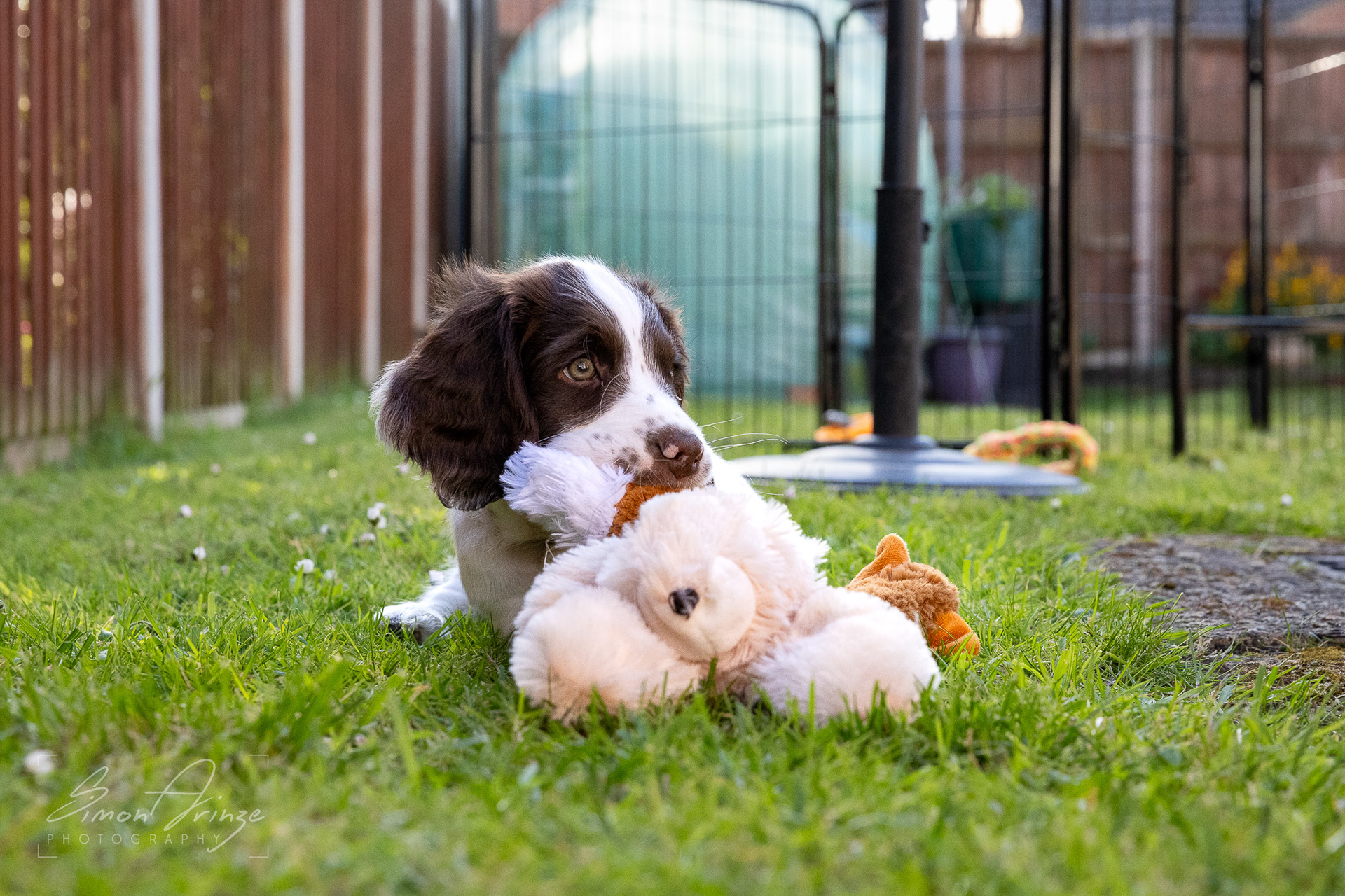 Stanley - 29/04/2026 - Simon Arinze Photography