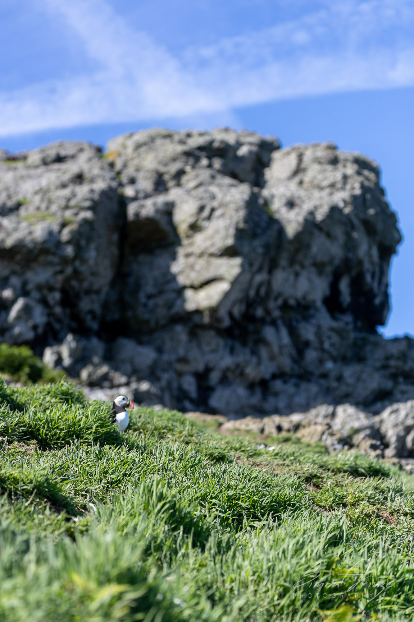 Skomer Island - 12/06/2026 - Simon Arinze Photography
