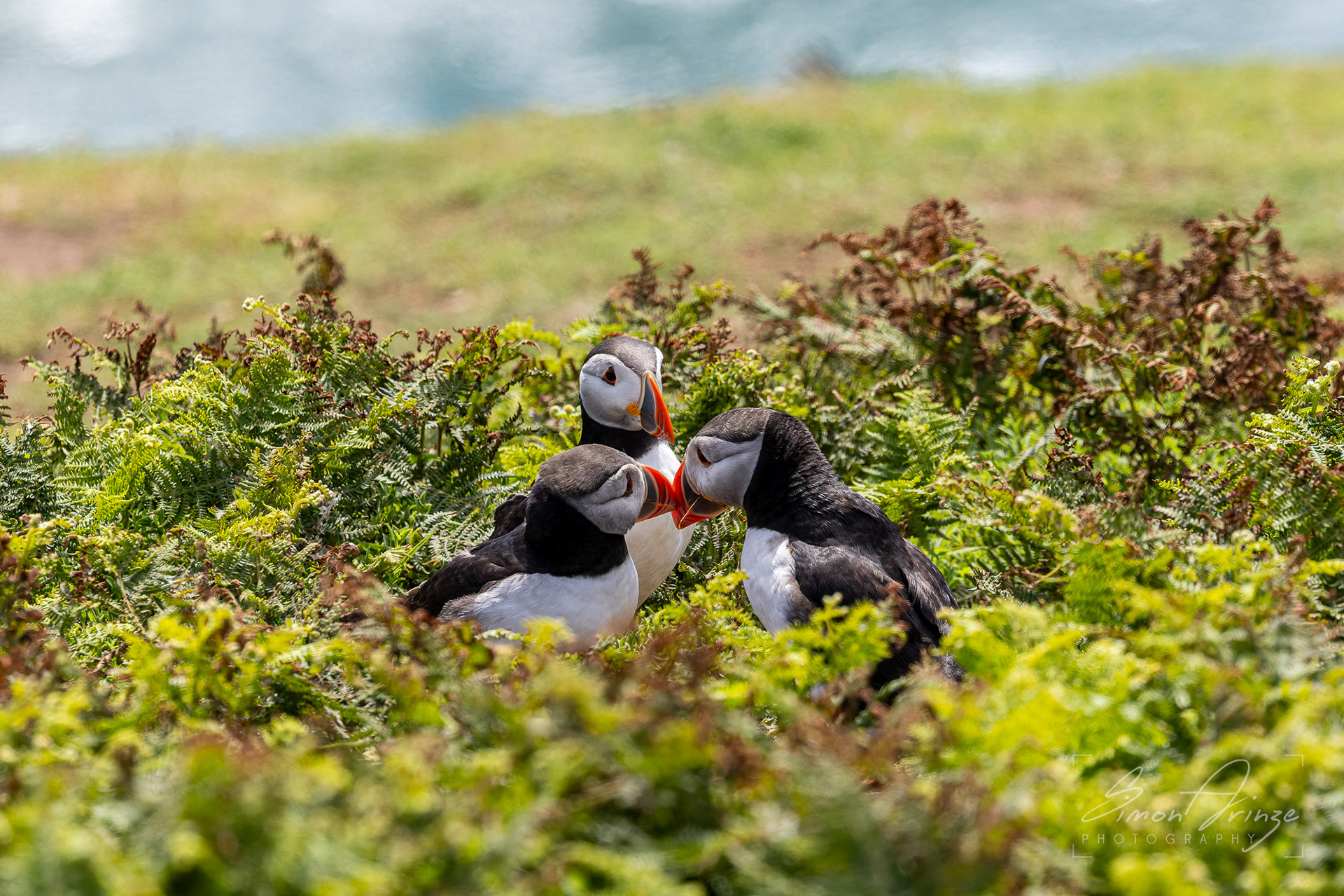 Skomer Island - 12/06/2026 - Simon Arinze Photography