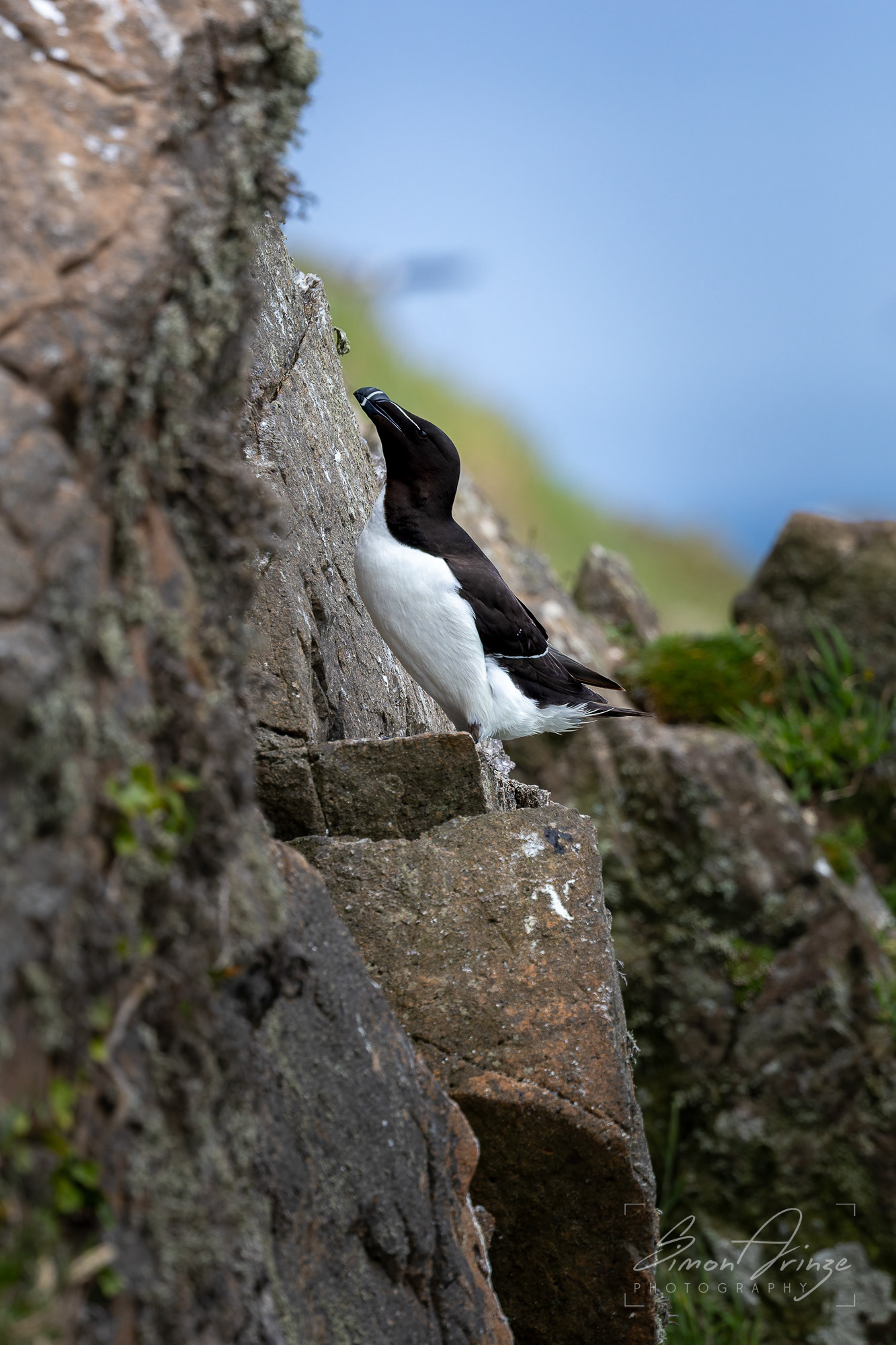 Skomer Island - 12/06/2026 - Simon Arinze Photography