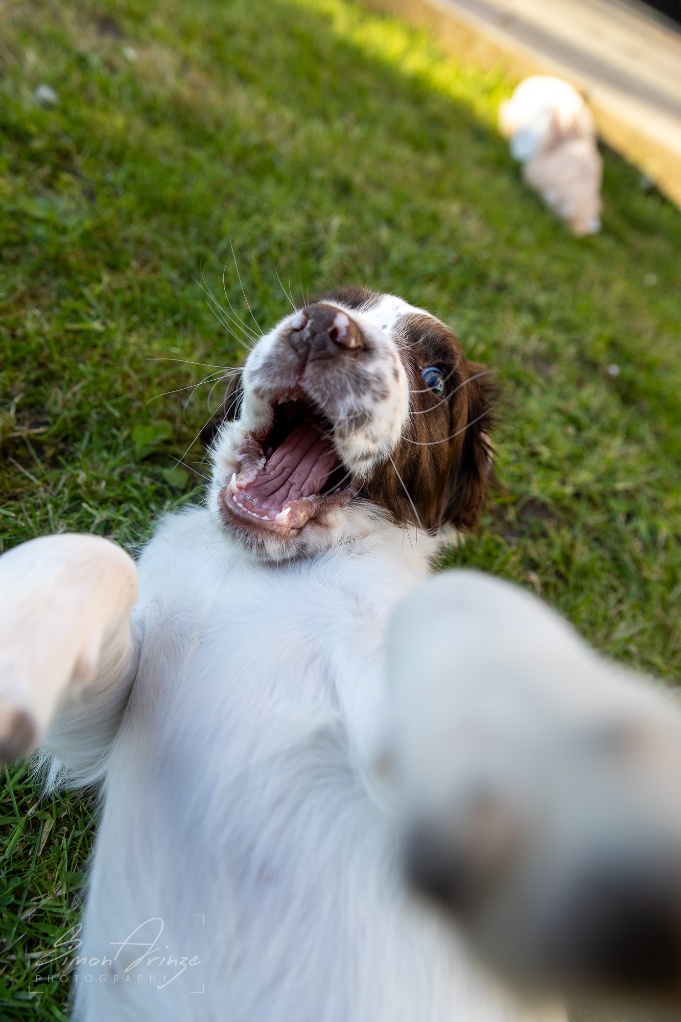 Stanley - 29/04/2026 - Simon Arinze Photography