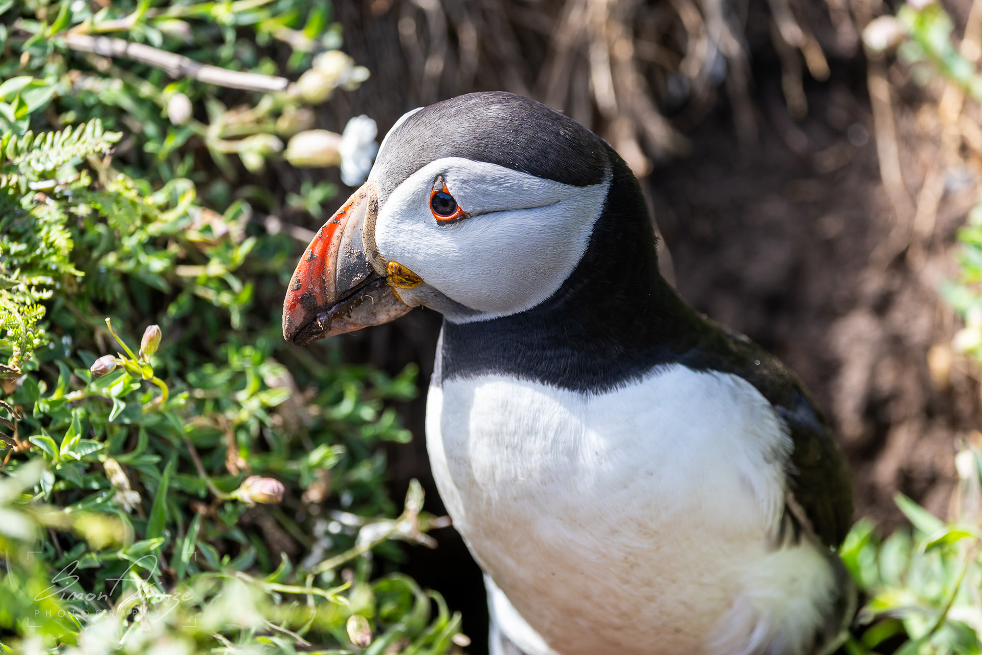 Skomer Island - 12/06/2026 - Simon Arinze Photography