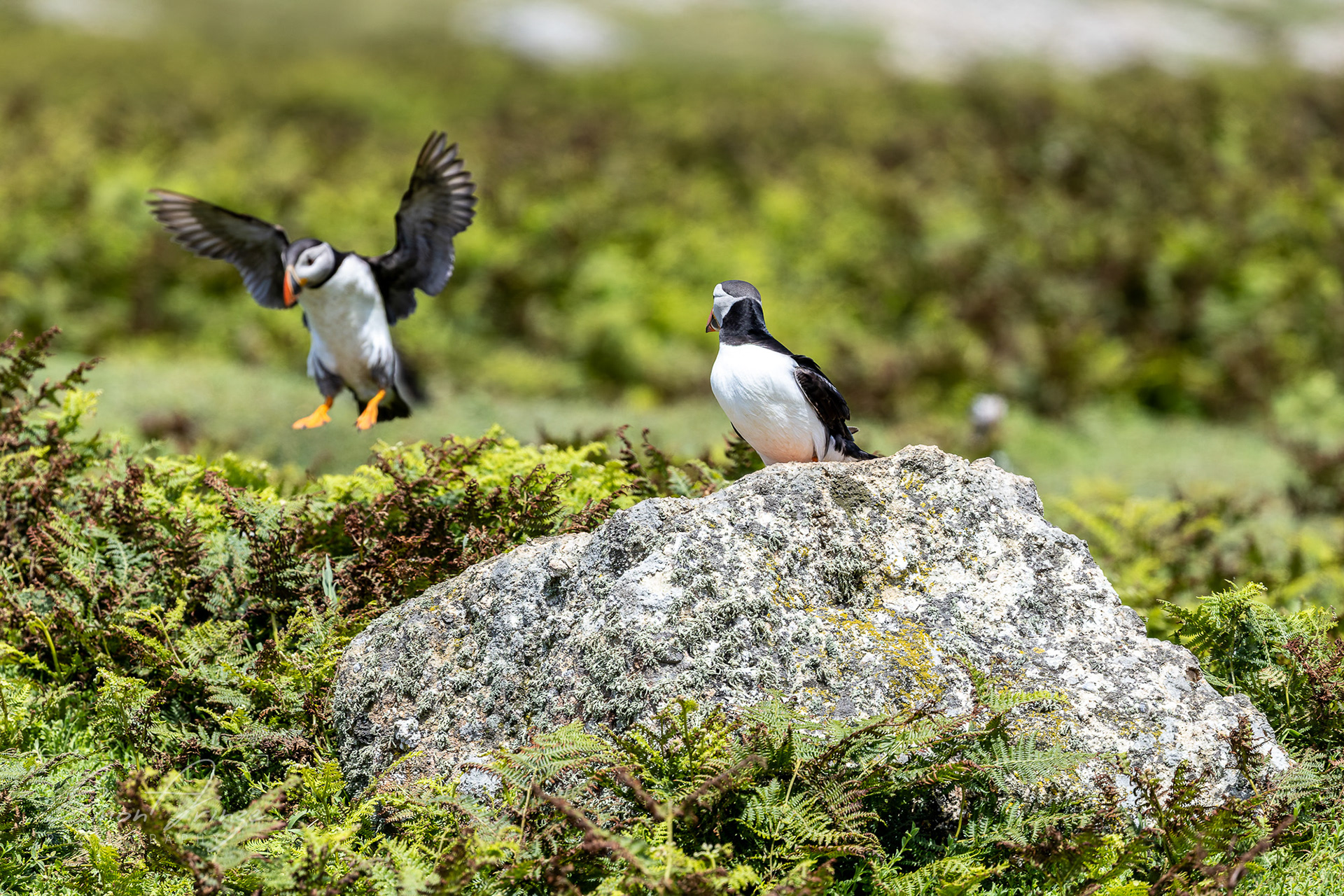 Skomer Island - 12/06/2026 - Simon Arinze Photography