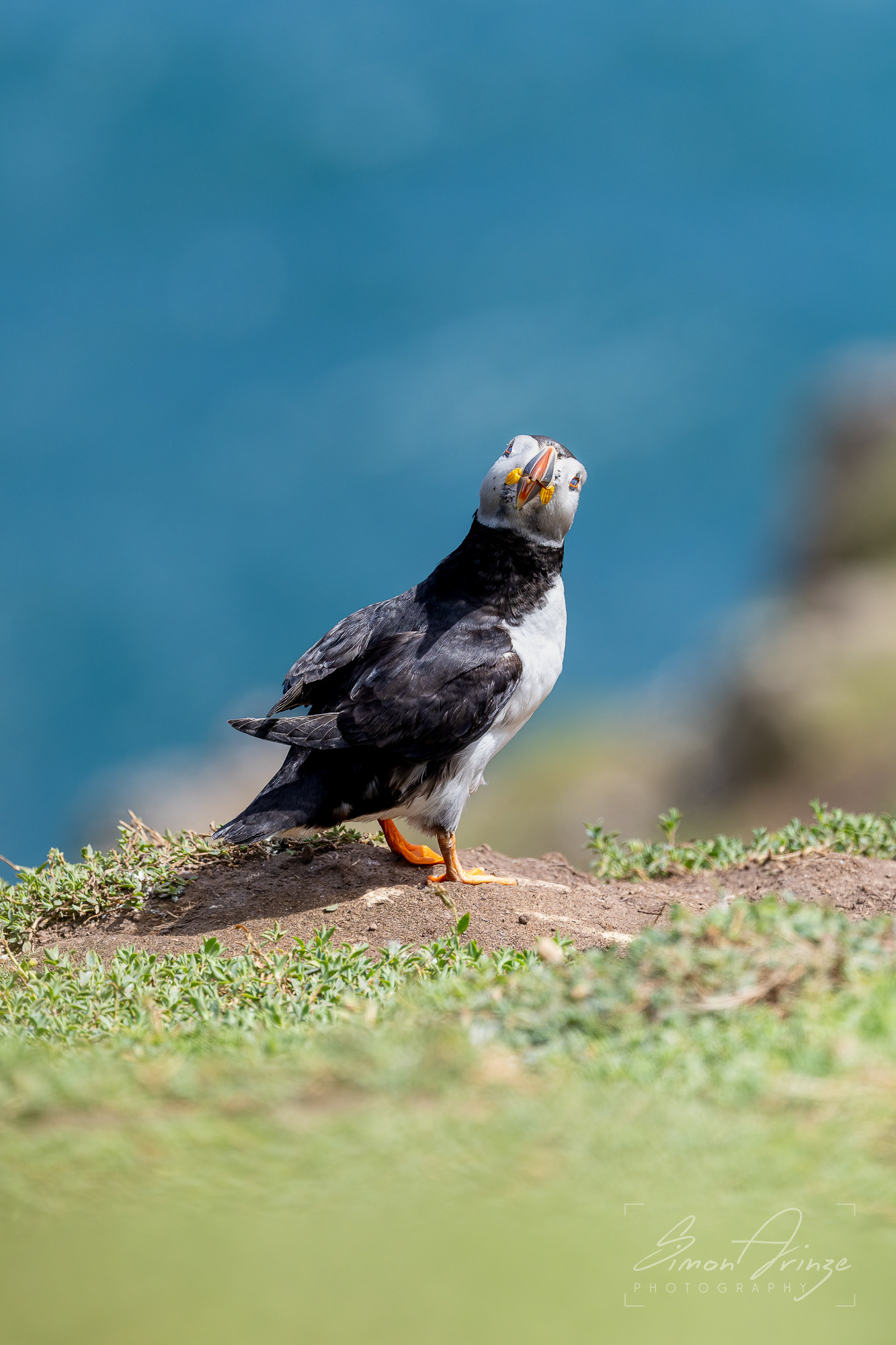 Skomer Island - 12/06/2026 - Simon Arinze Photography
