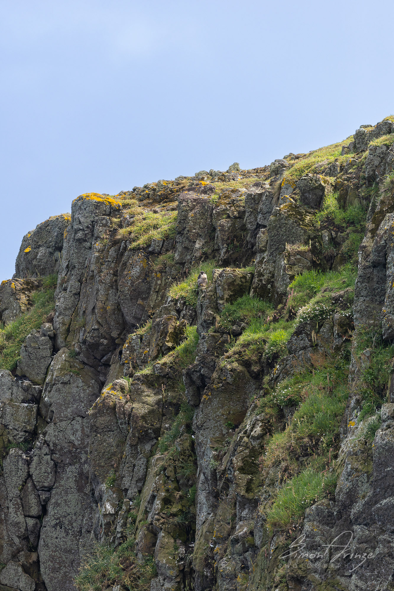Skomer Island - 12/06/2026 - Simon Arinze Photography