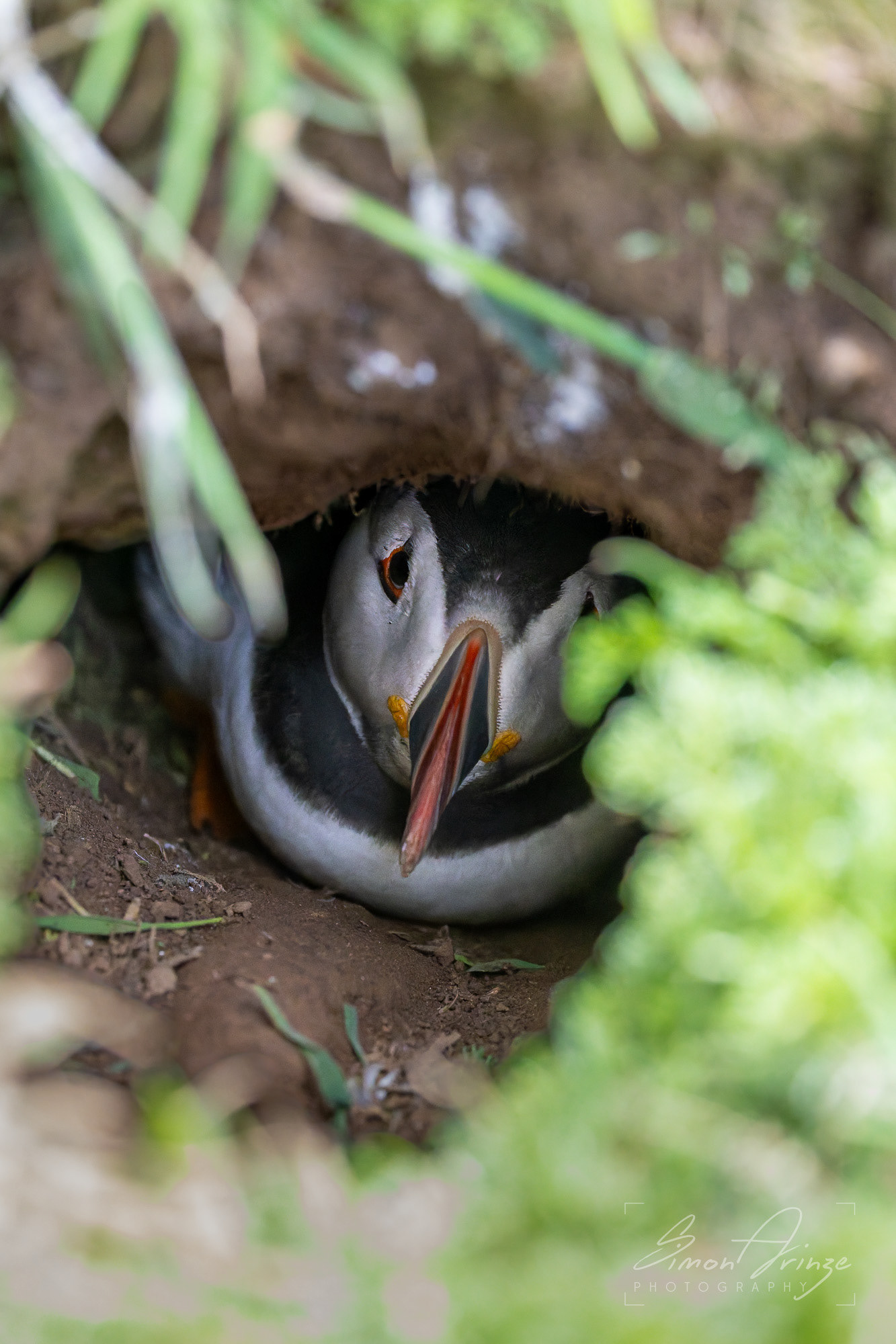 Skomer Island - 12/06/2026 - Simon Arinze Photography